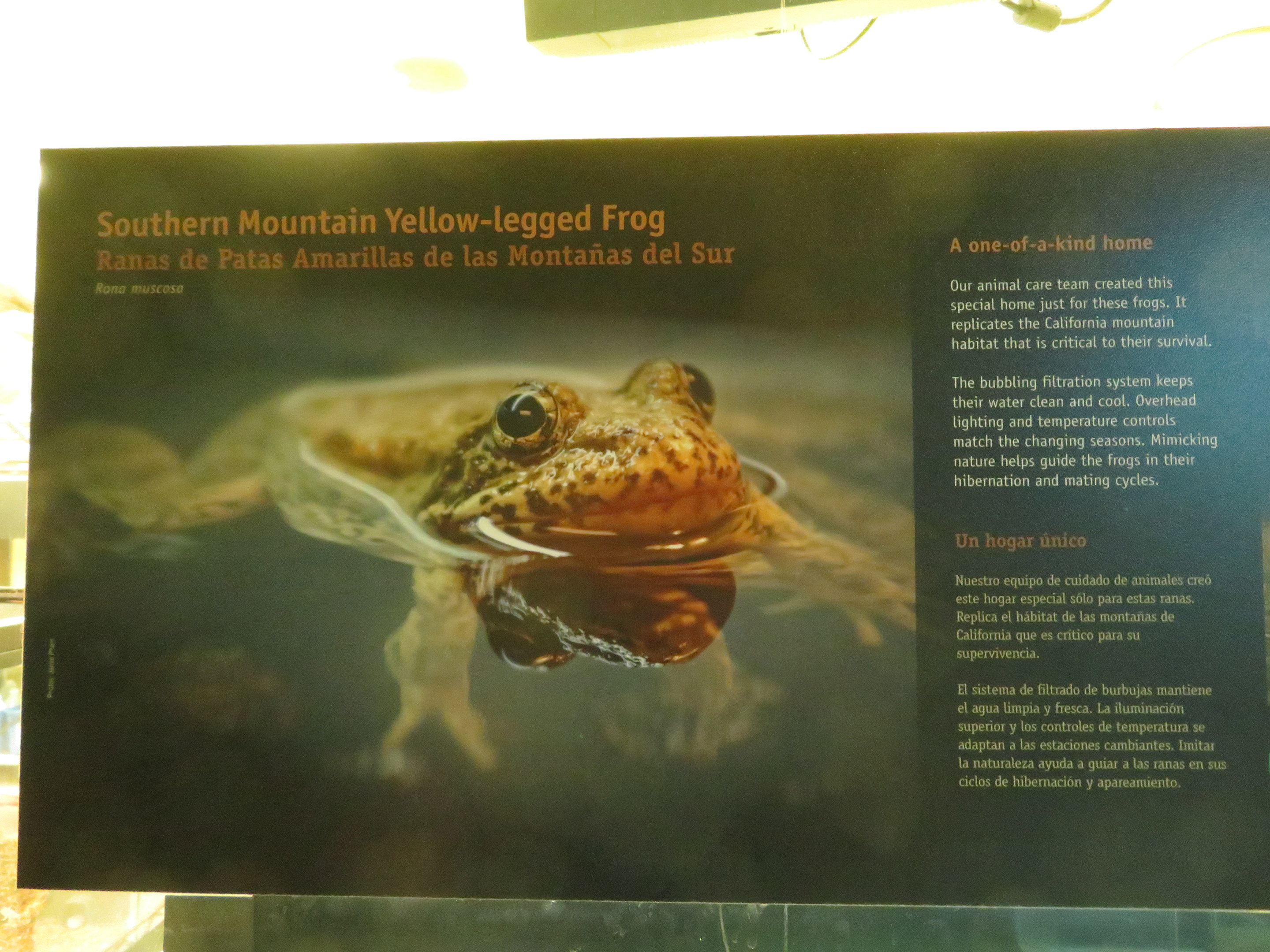 Mountain Yellow-legged Frog Signage