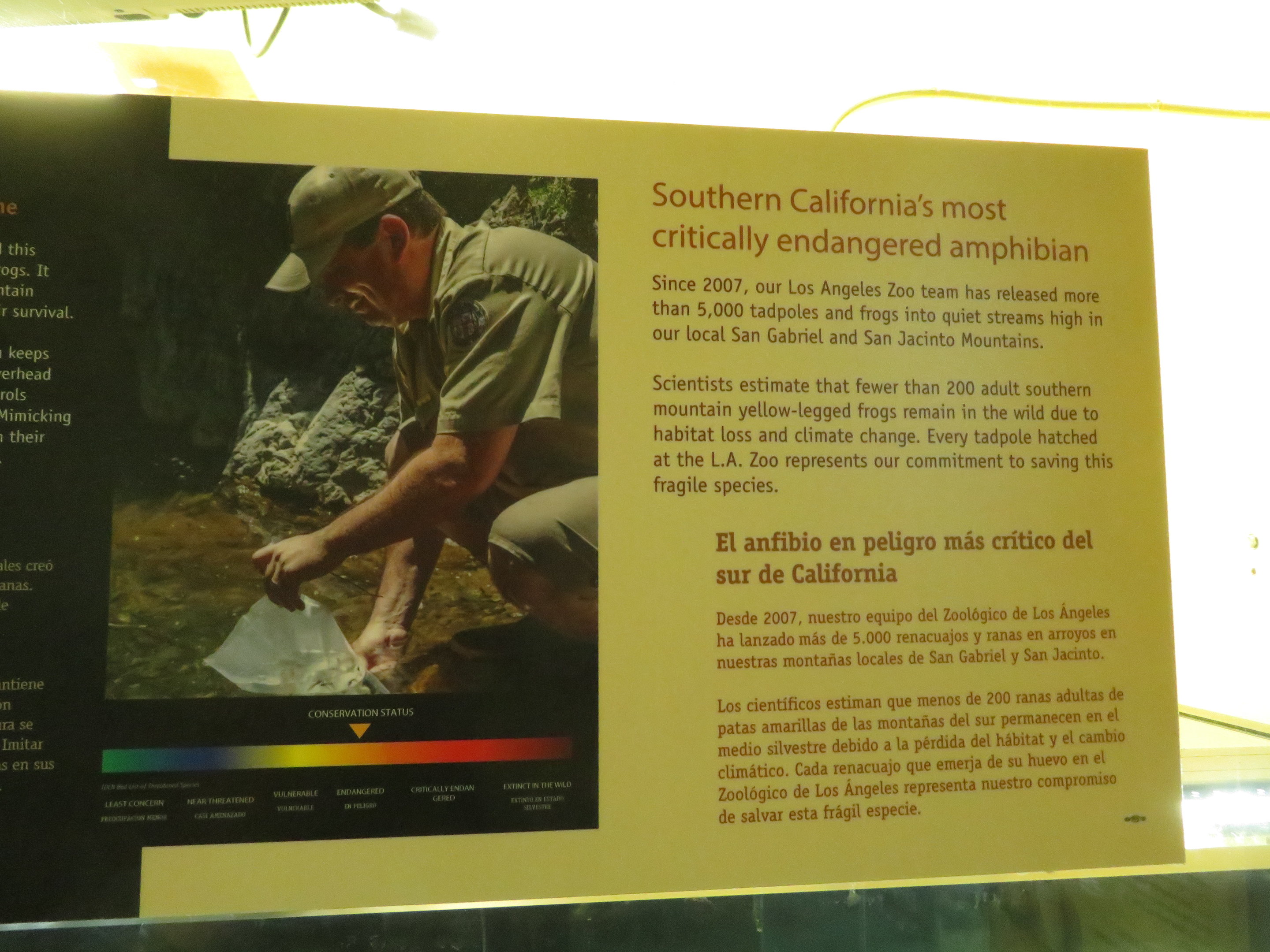 Mountain Yellow-legged Frog Signage