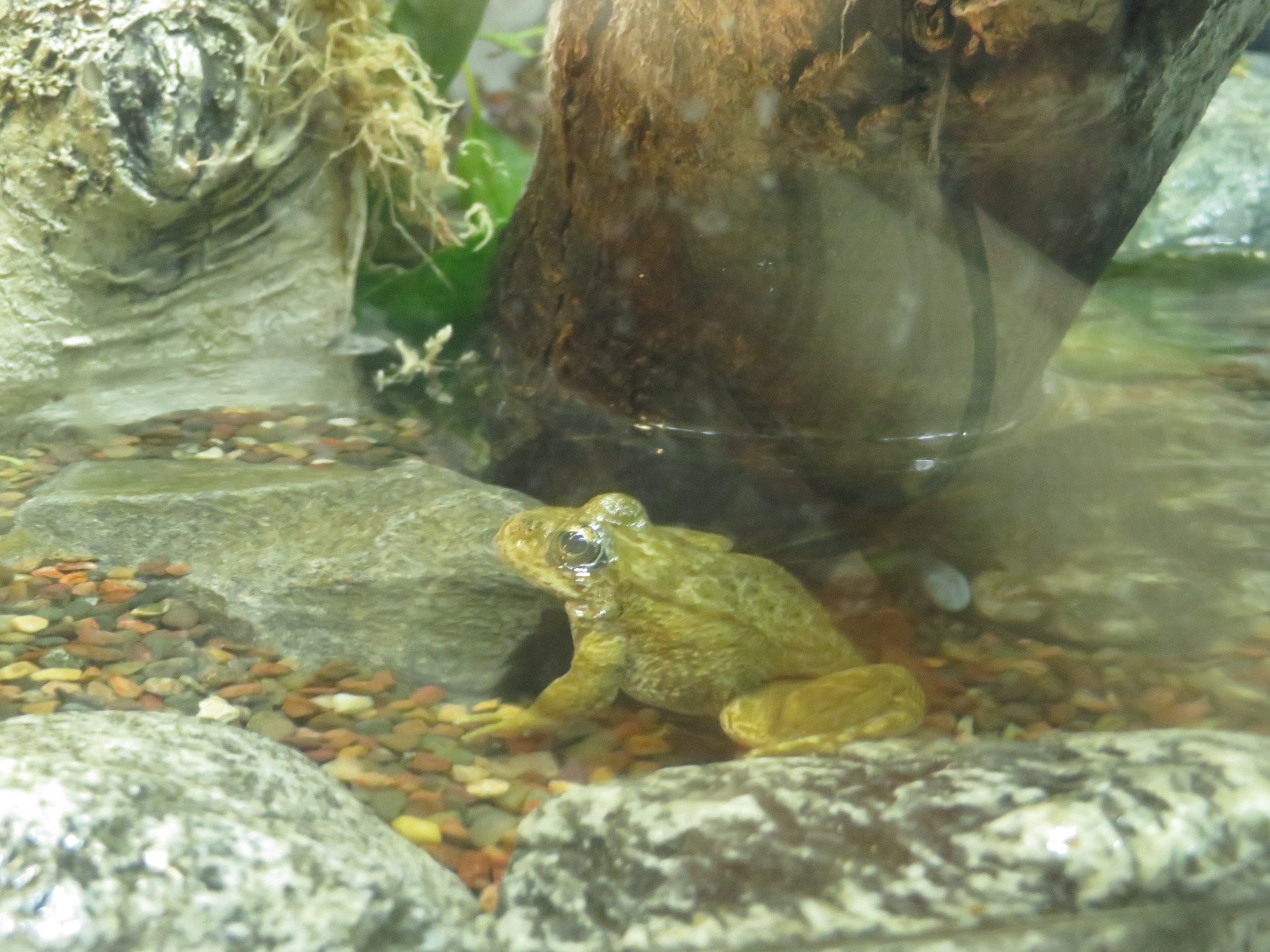 Mountain Yellow-legged Frog