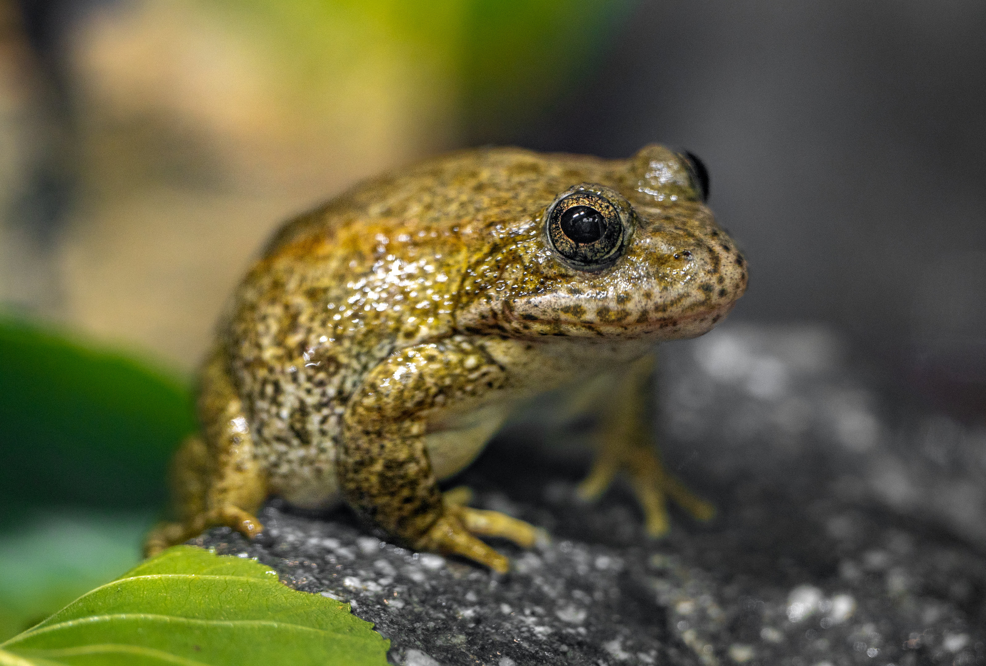 Mountain Yellow Legged Frog