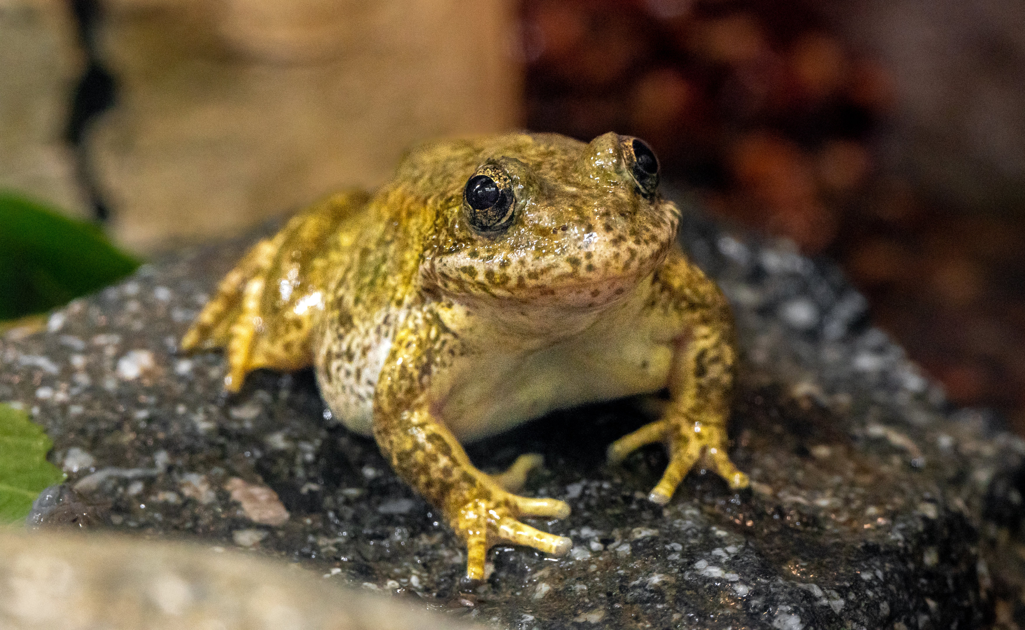 Mountain Yellow Legged Frog