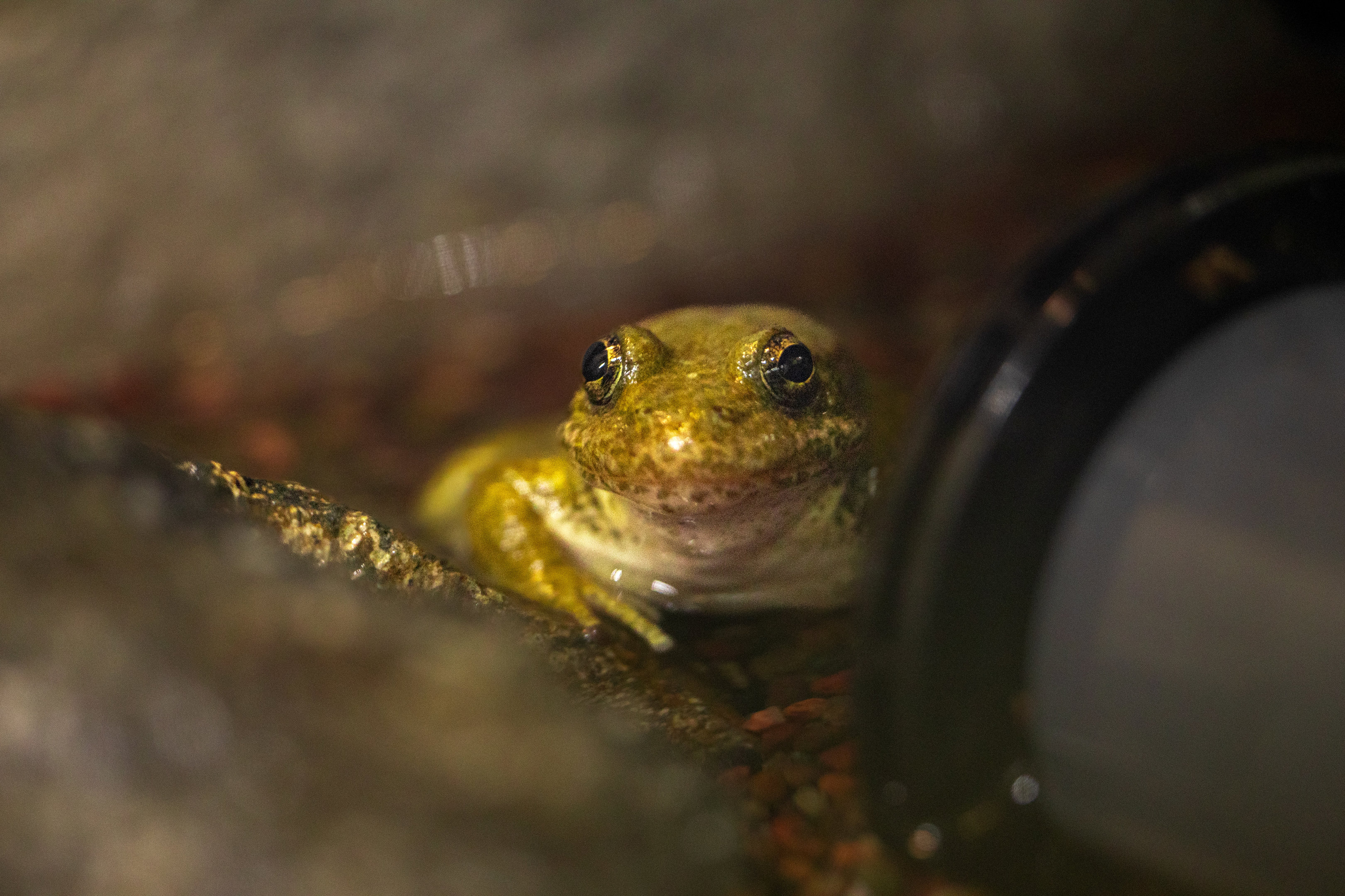 Mountain Yellow Legged Frog