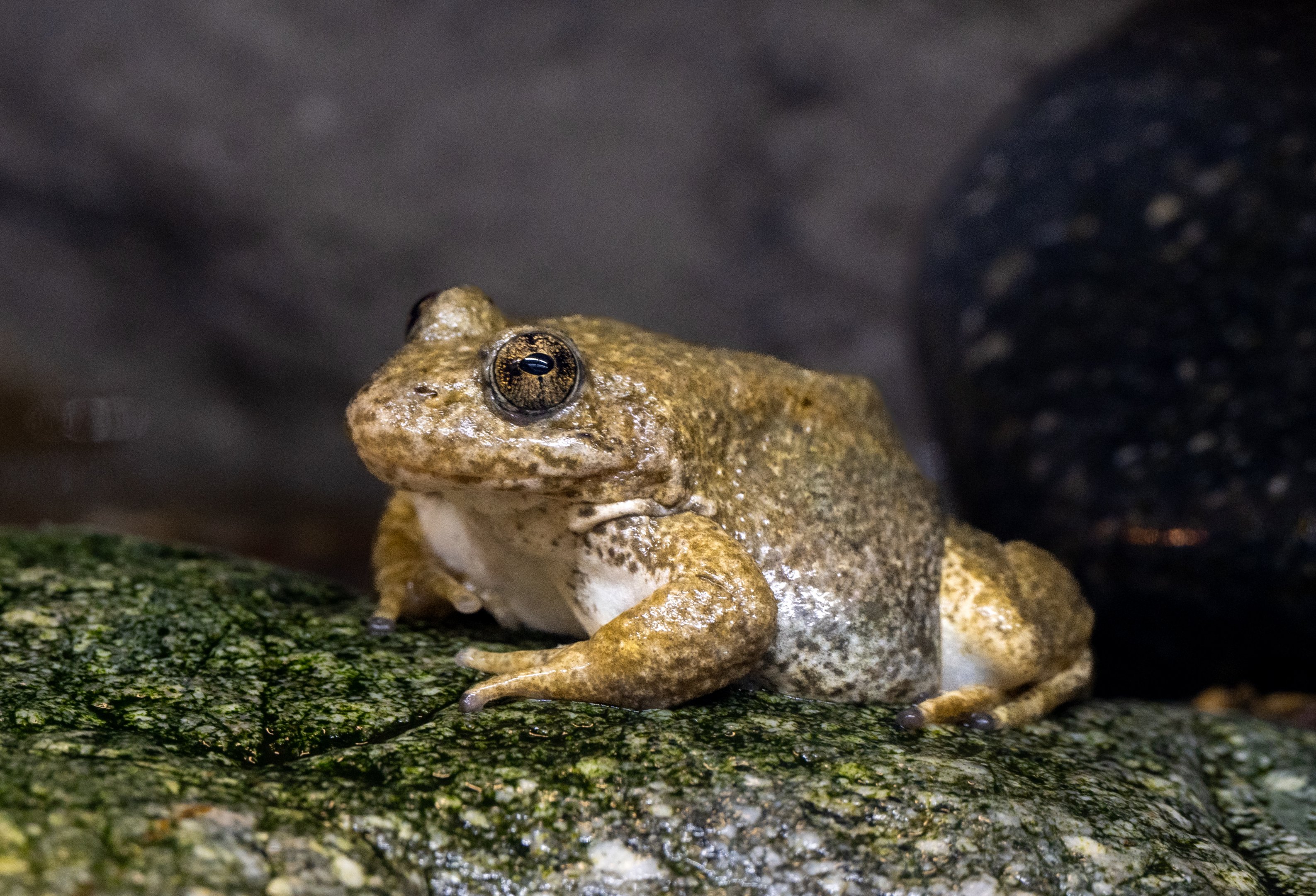 Mountain Yellow Legged Frog