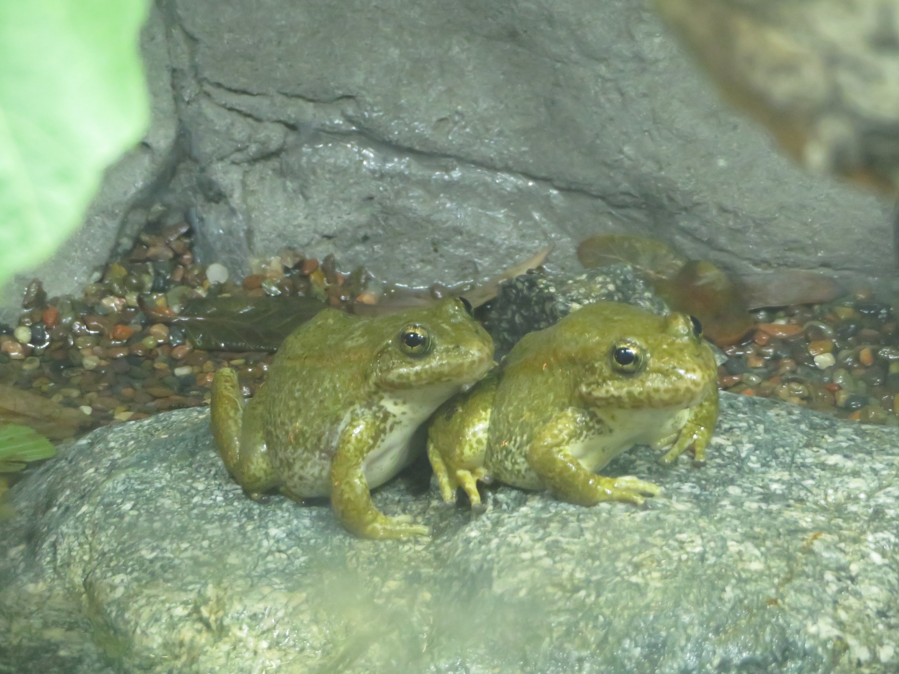 Mountain Yellow-legged Frogs