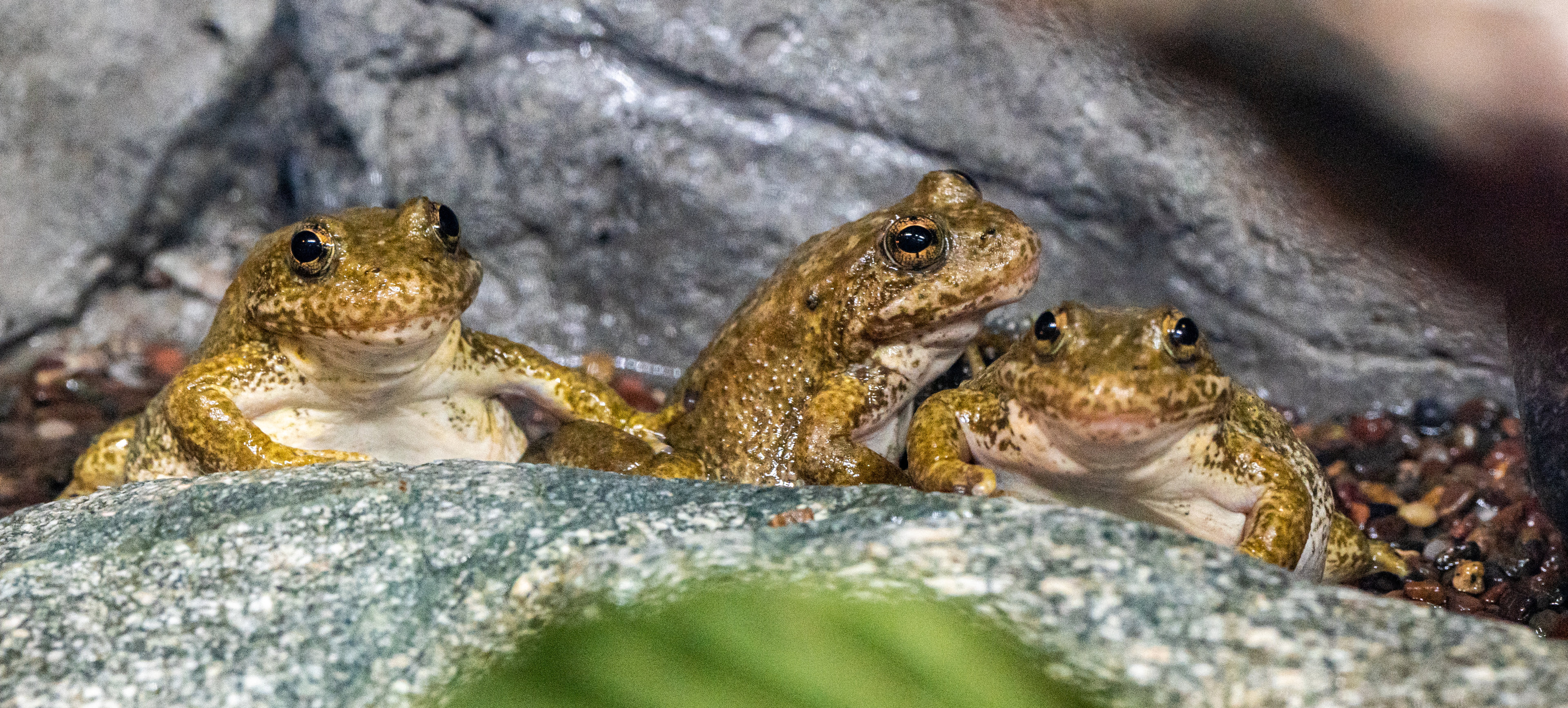 Mountain Yellow Legged Frogs