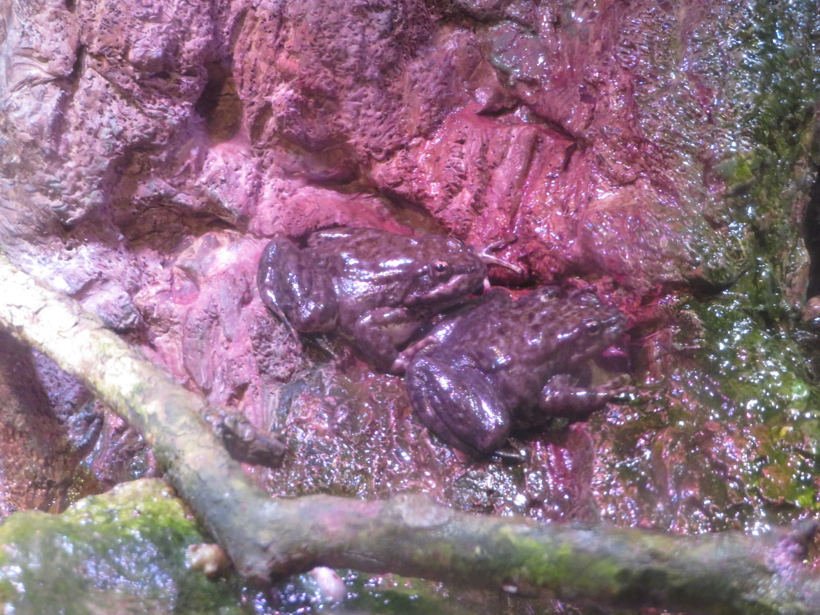 Mountain Yellow-legged Frogs