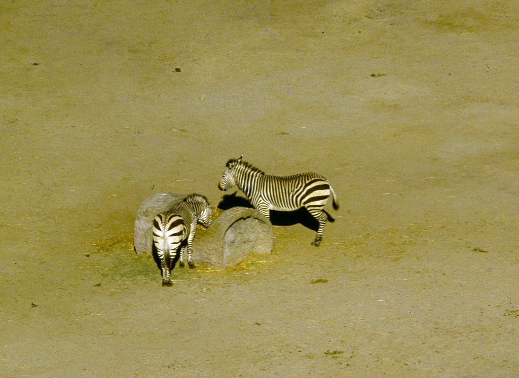 Mountain Zebra - 1981