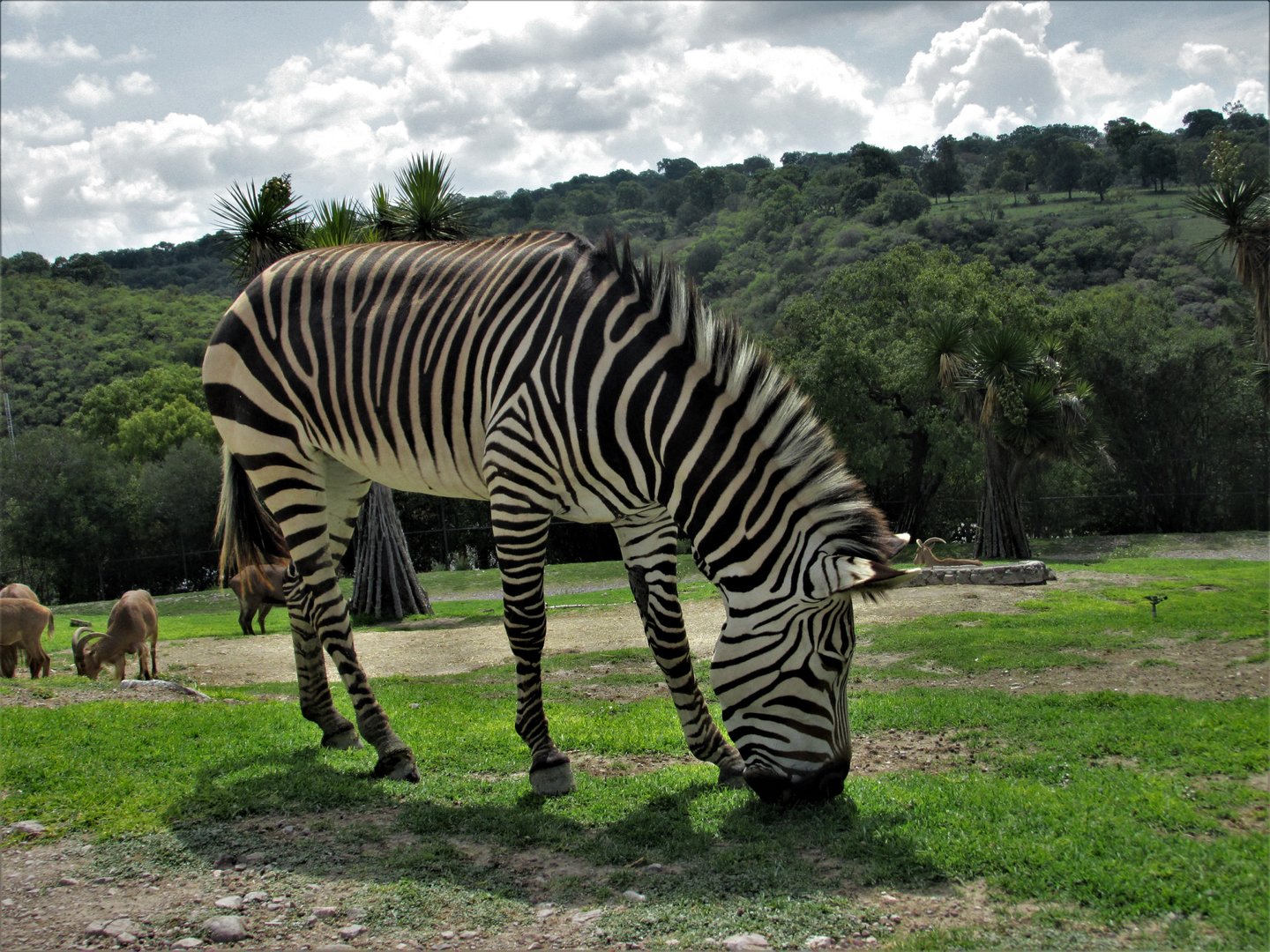 Mountain Zebra Africam Safari