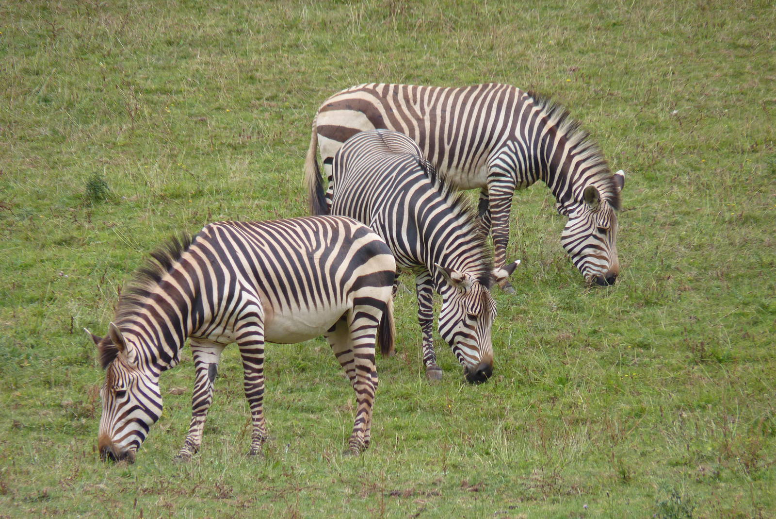 Mountain Zebra, August 2016
