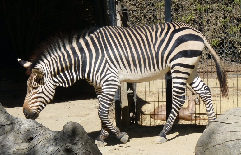 Mountain zebra (Equus zebra hartmannae)