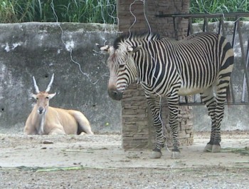 Mountain zebra (Equus zebra) with eland