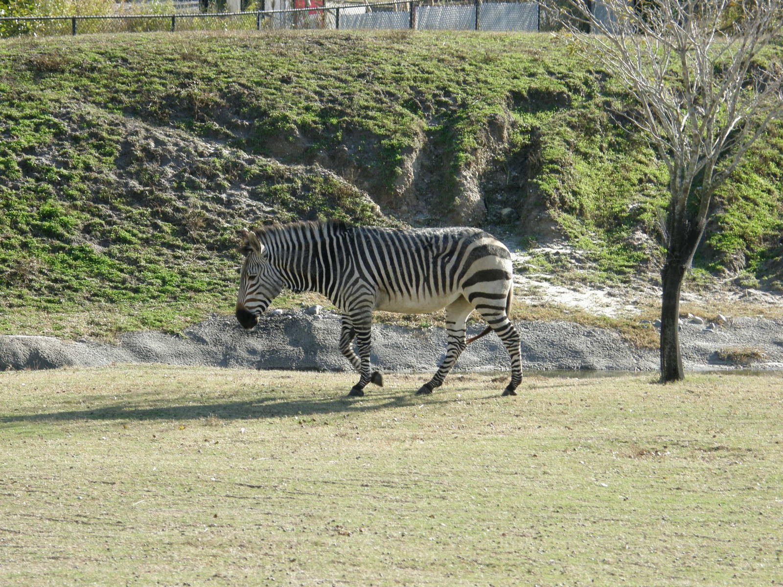 mountain zebra