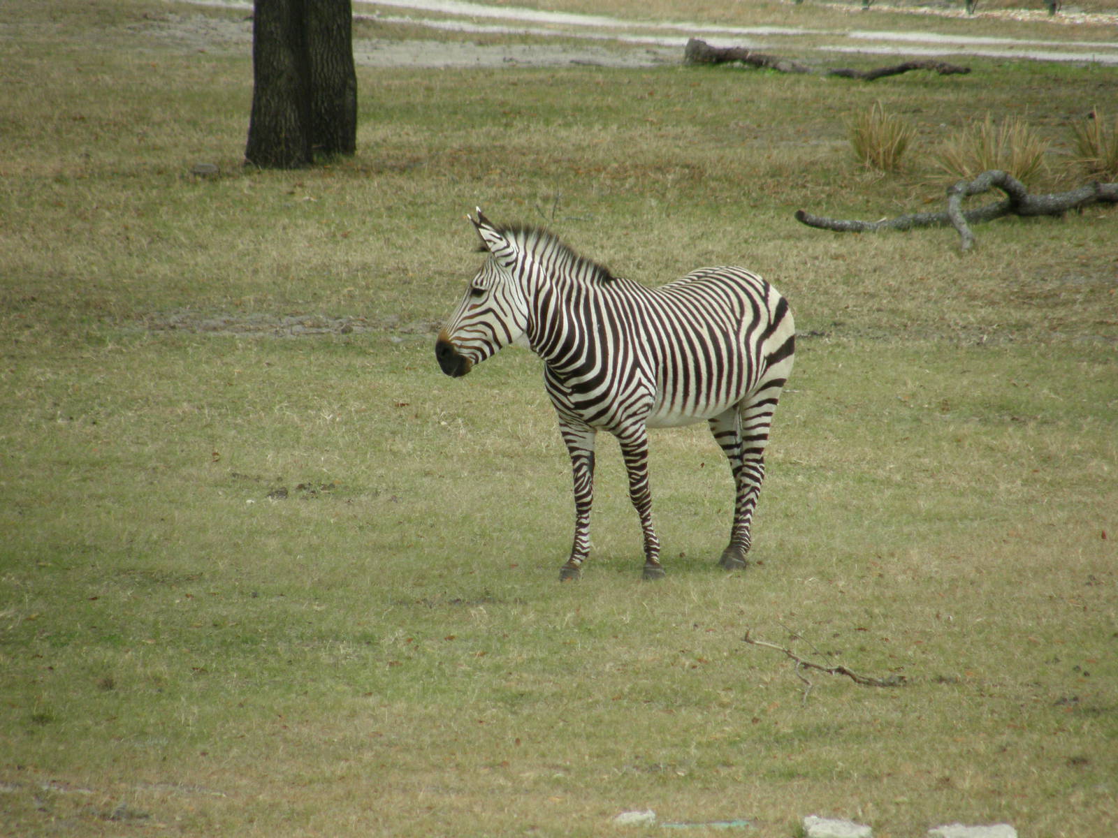 mountain zebra