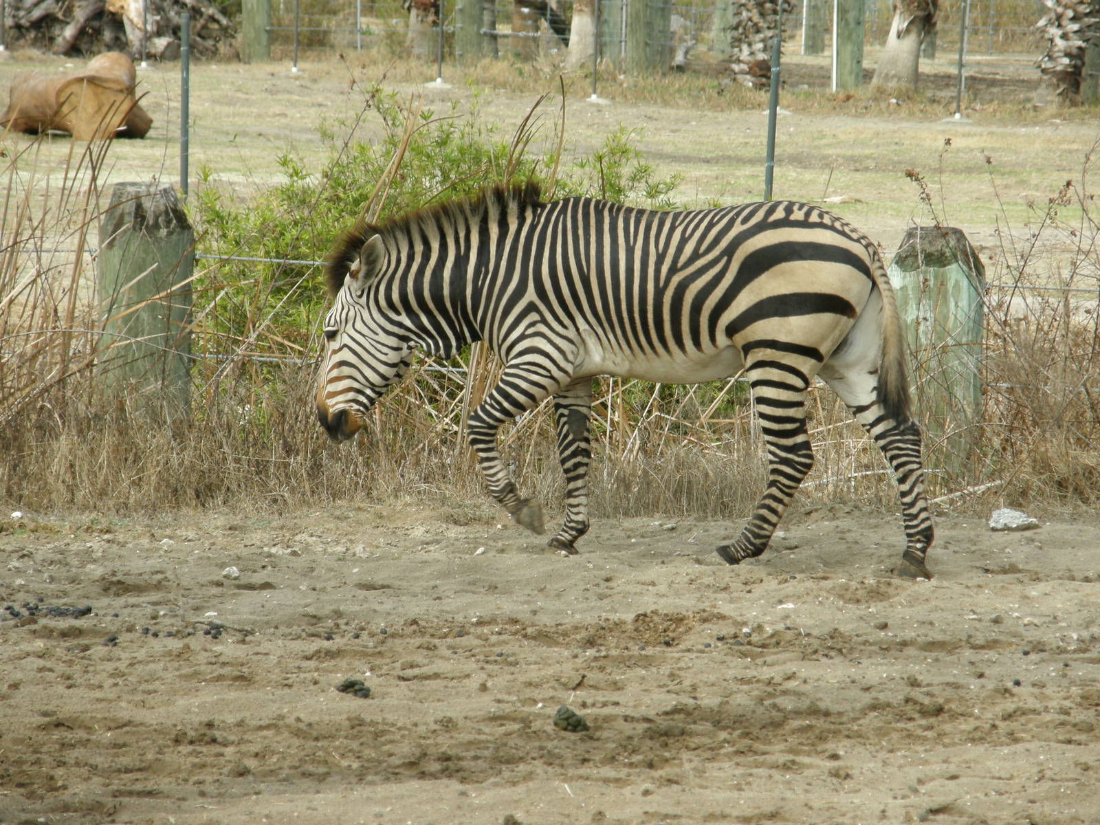 mountain zebra