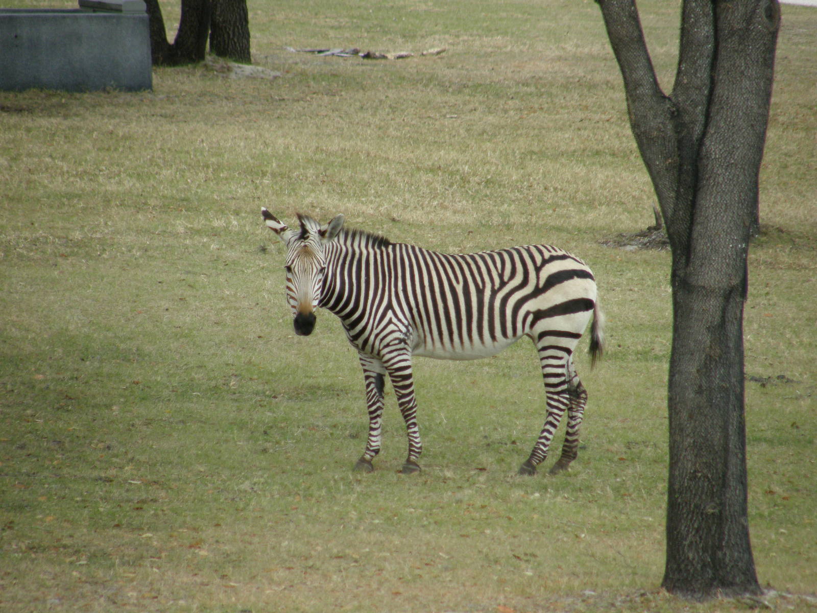 mountain zebra