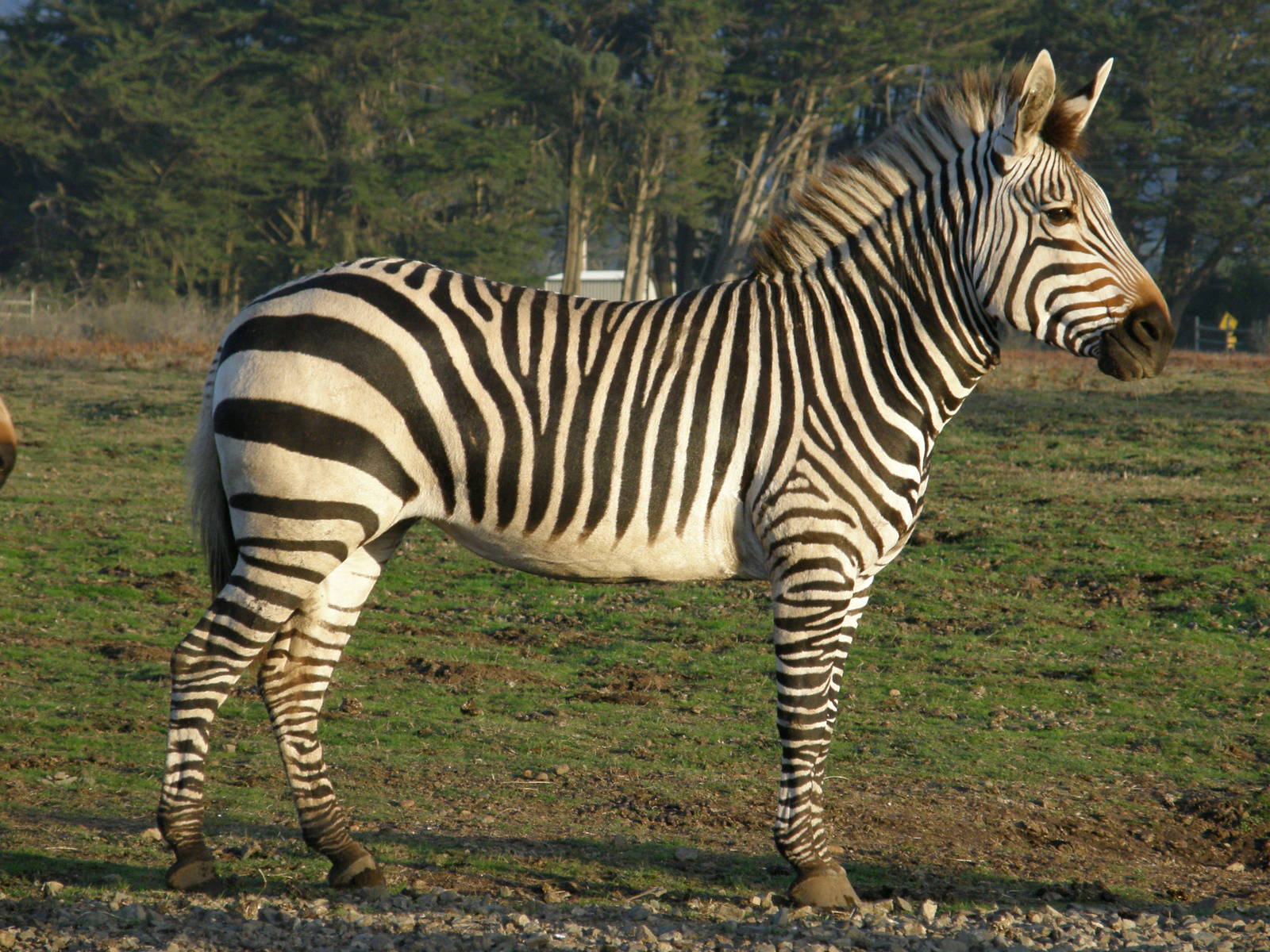 mountain zebra