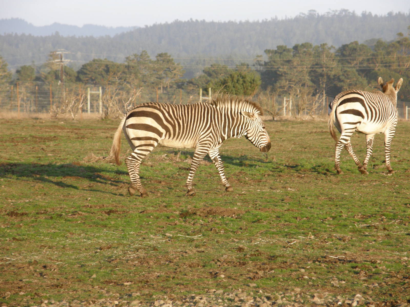 mountain zebra