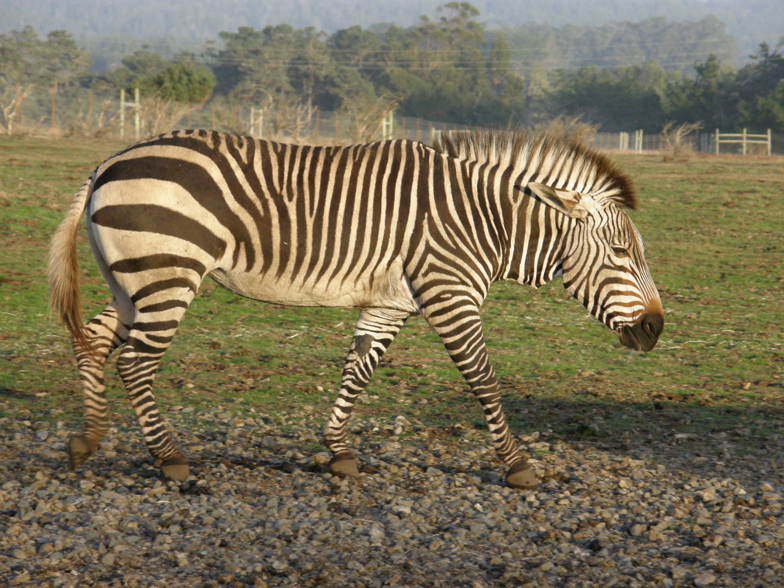 mountain zebra