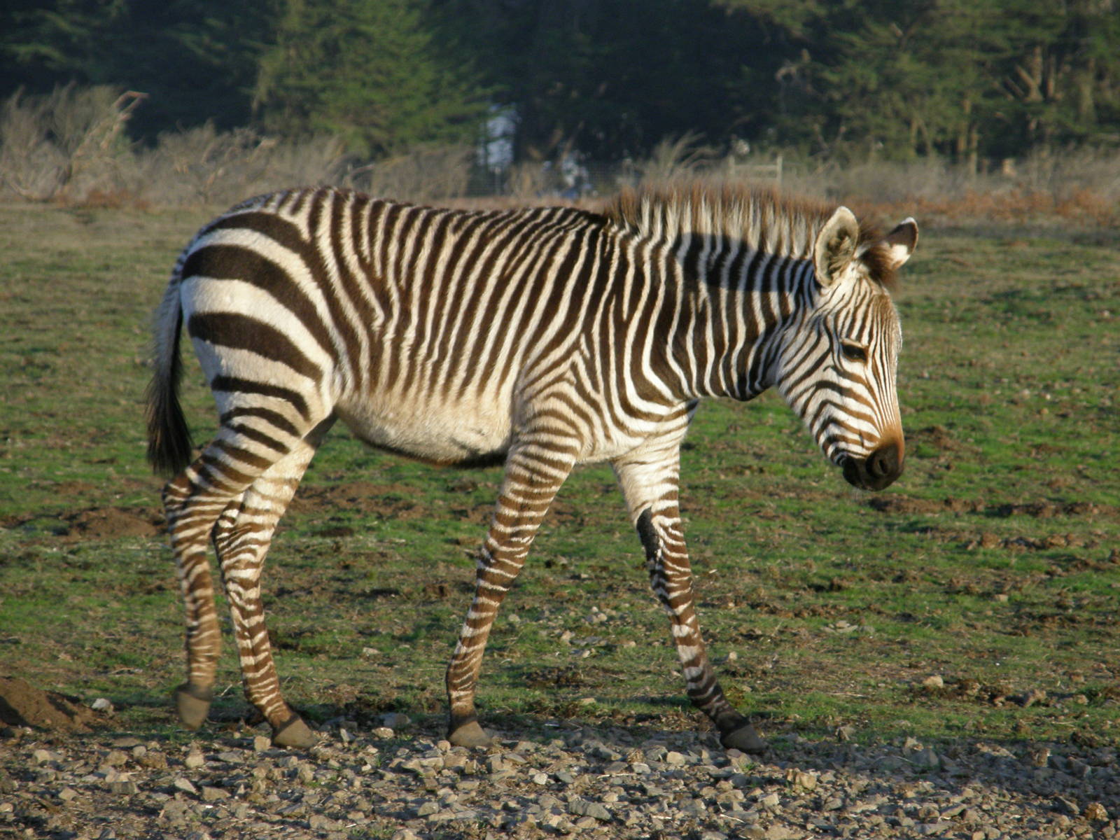 mountain zebra
