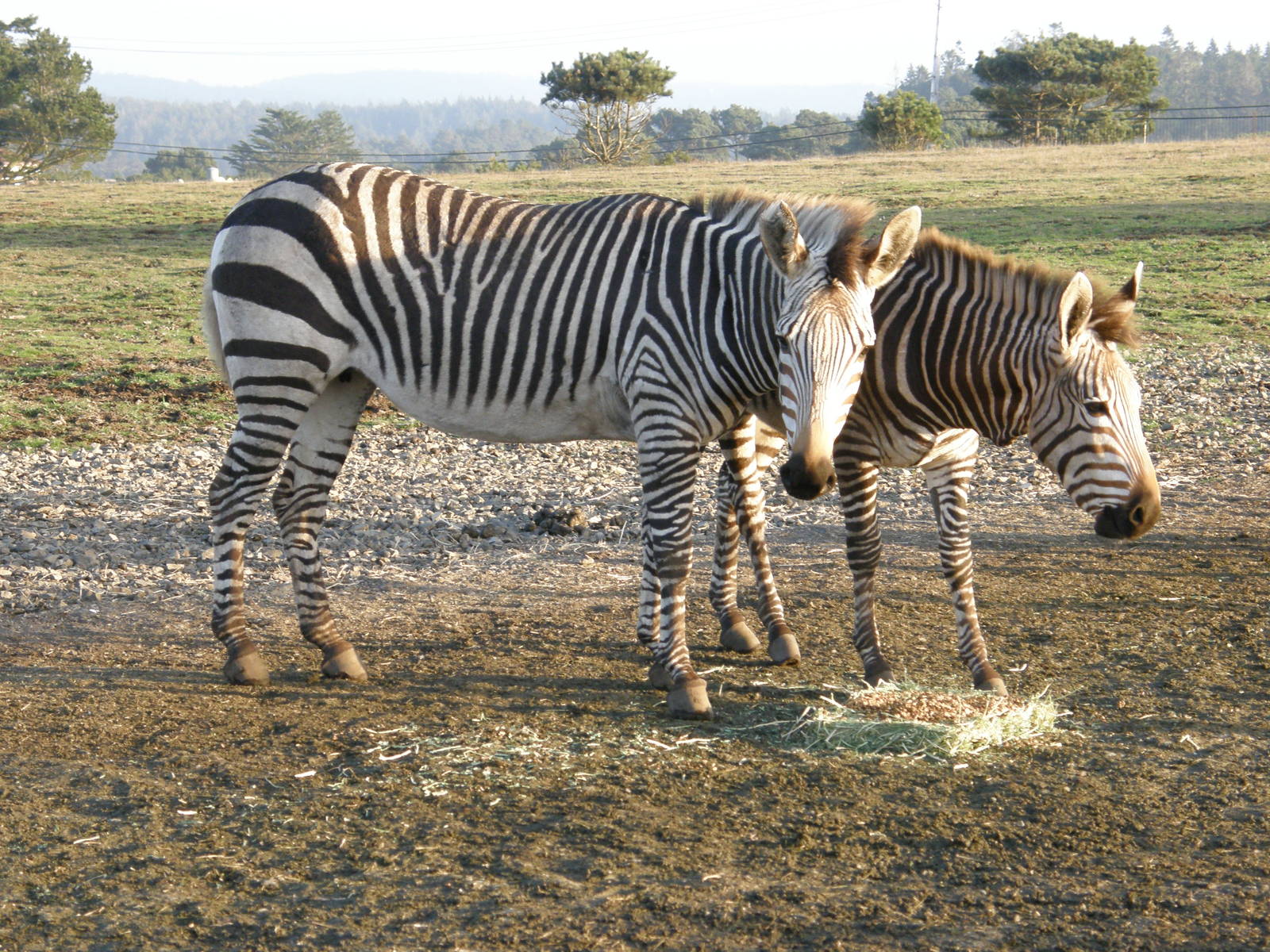 mountain zebra