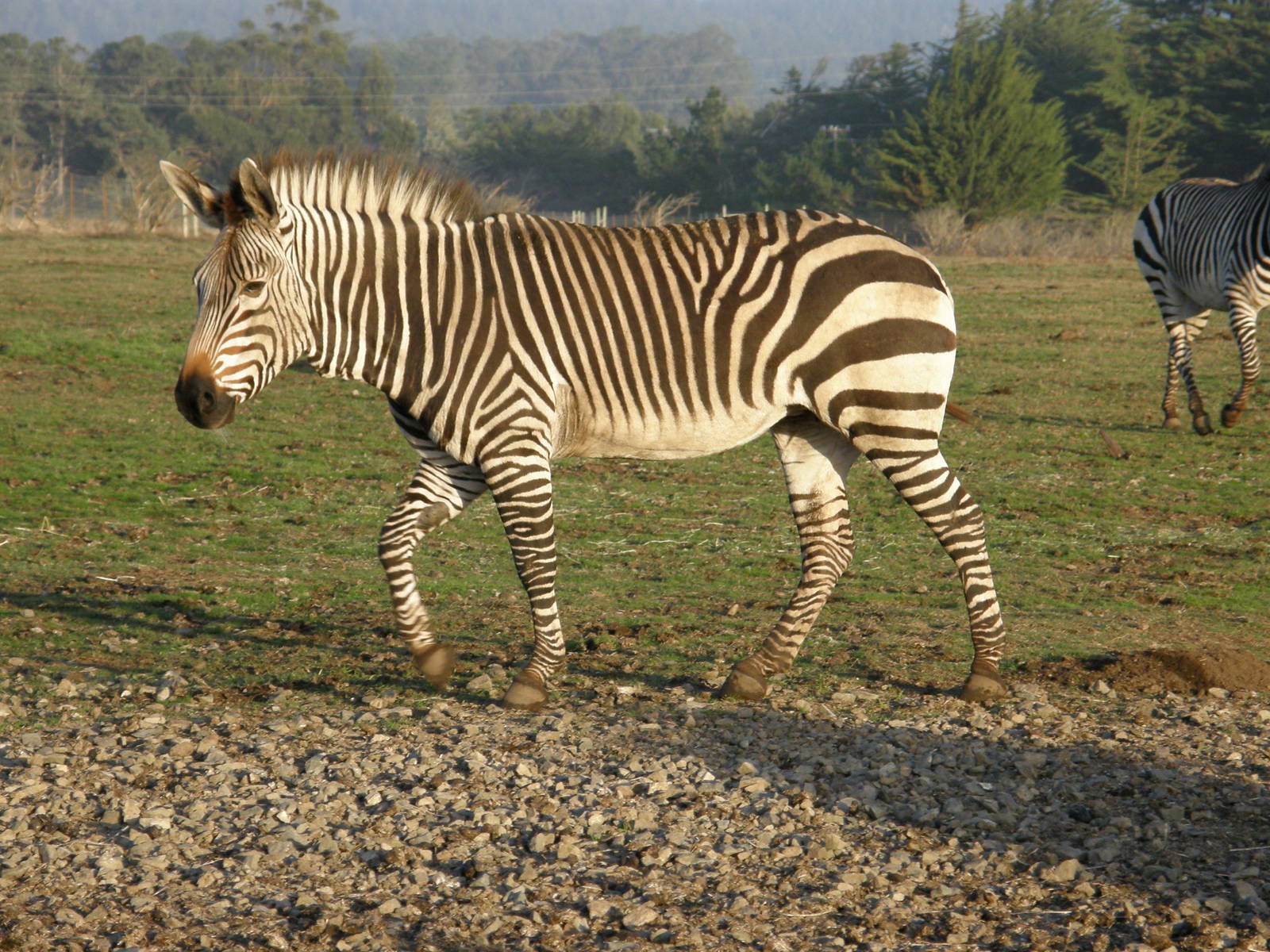 mountain zebra