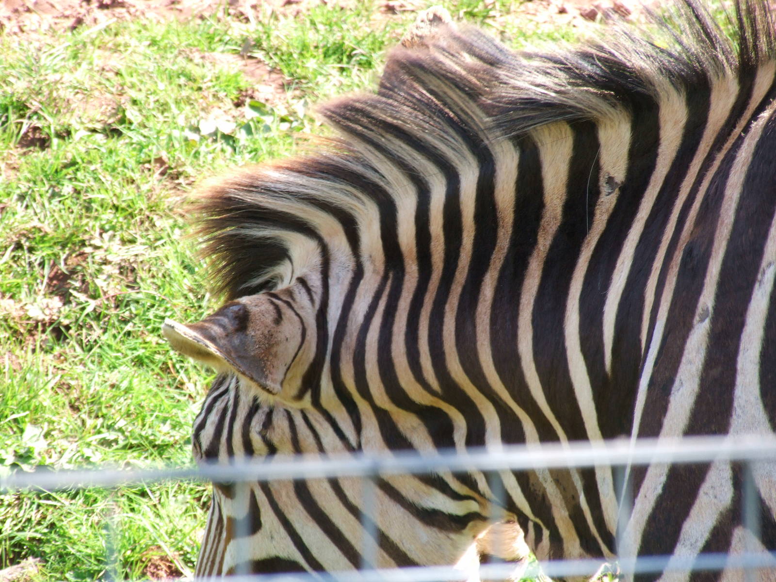 Mountain Zebra