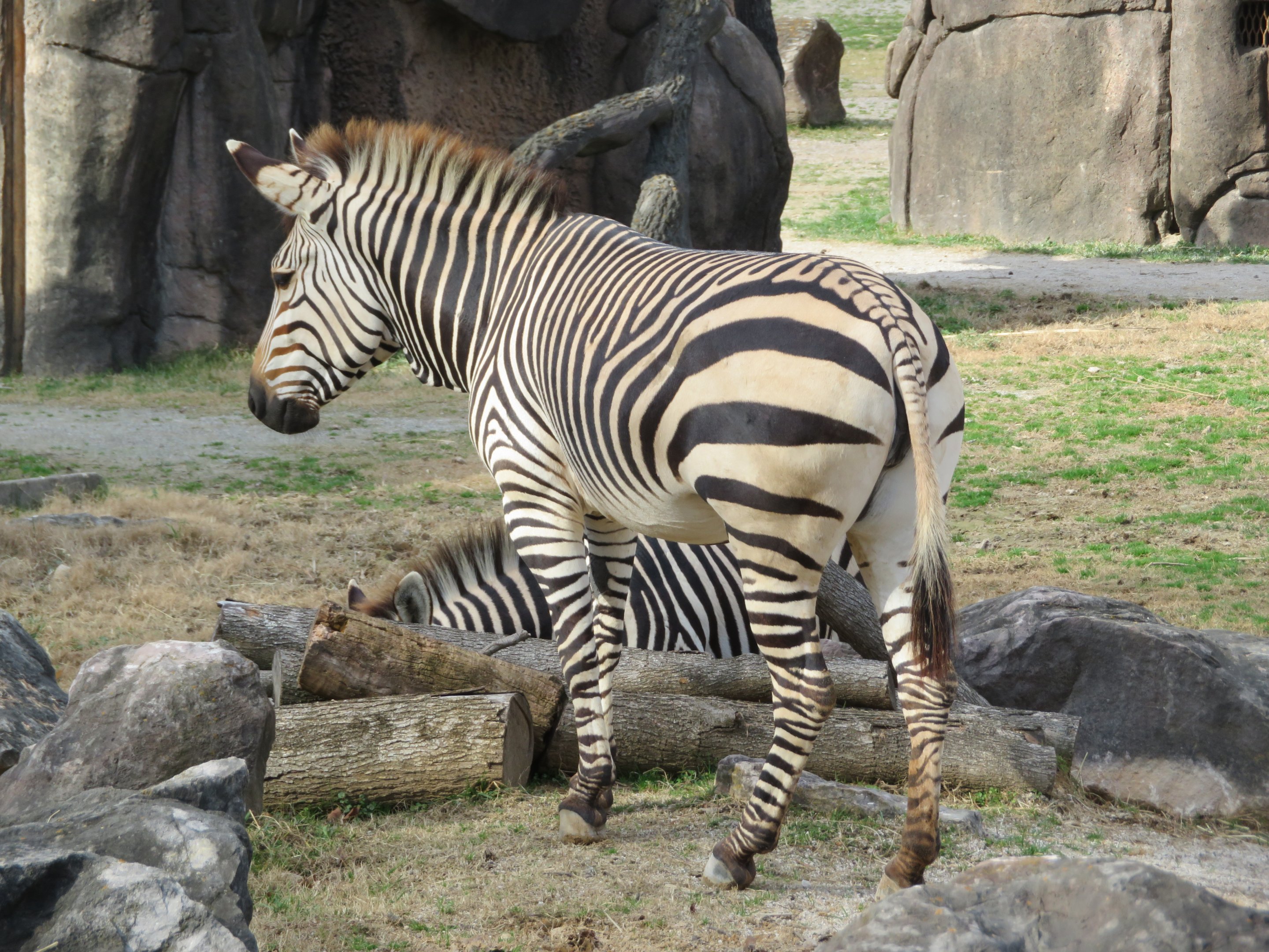 Mountain Zebra