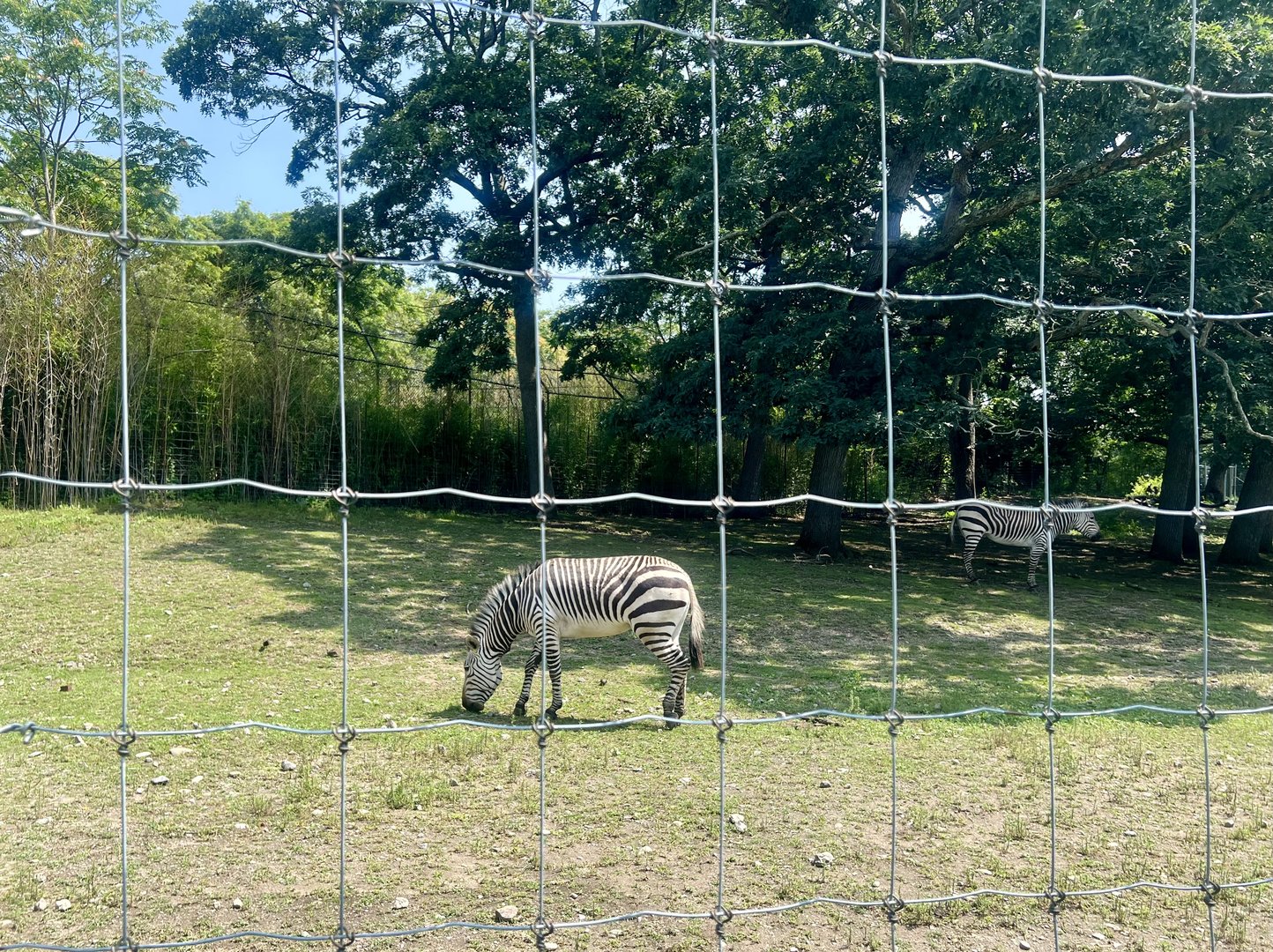 Mountain Zebra