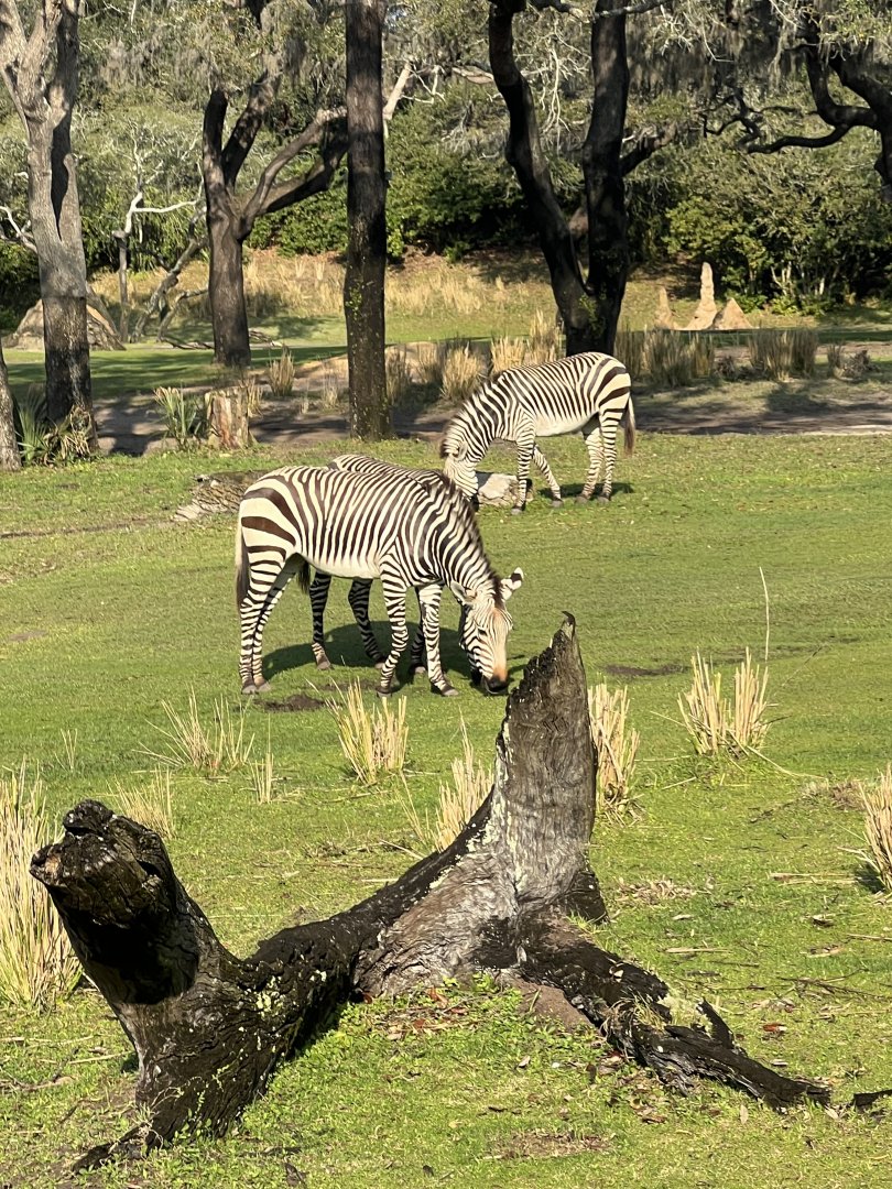 Mountain Zebras