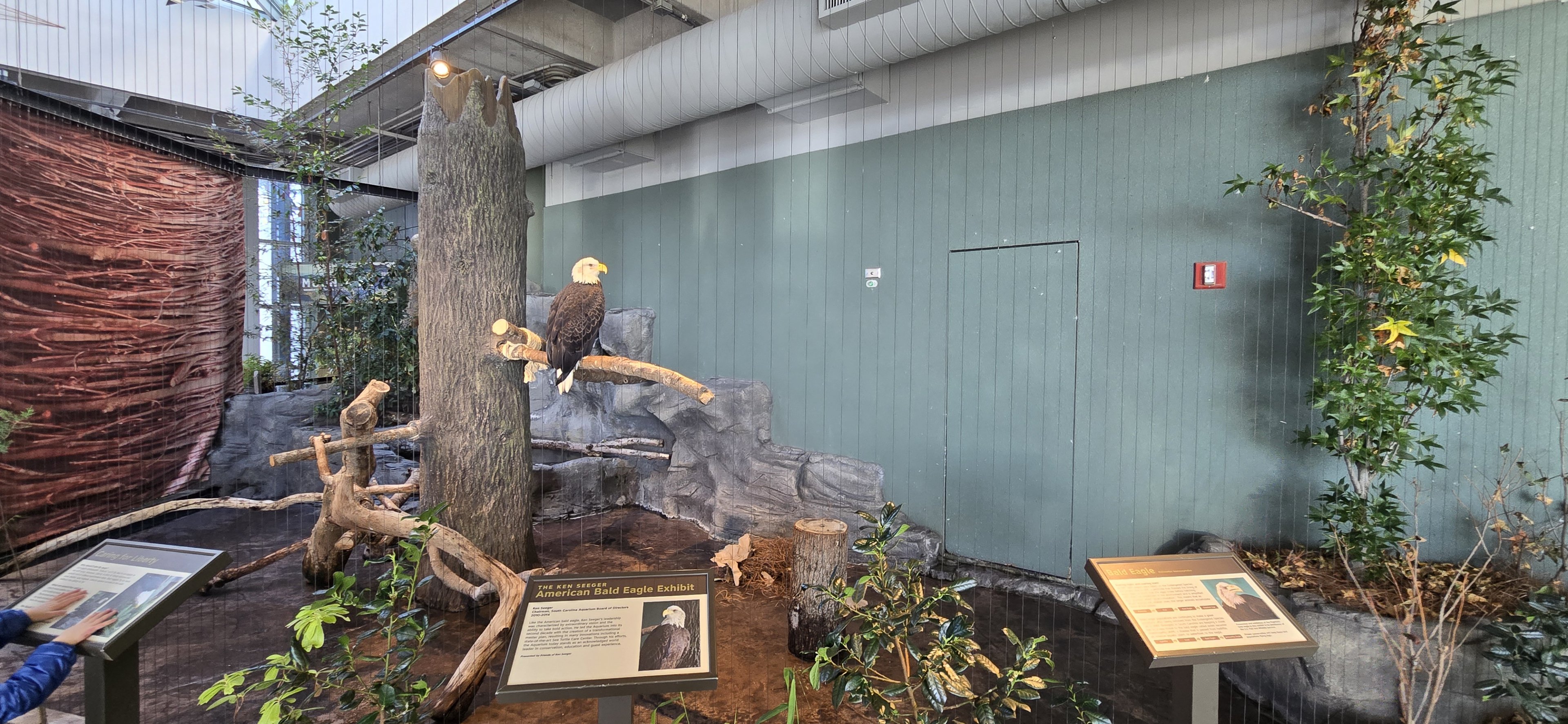 Mountains - Bald eagle