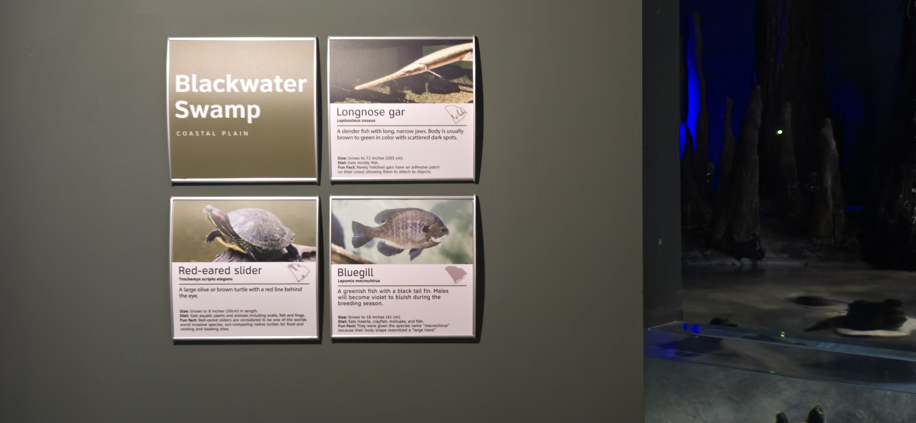 Mountains -  Blackwater swamp sign