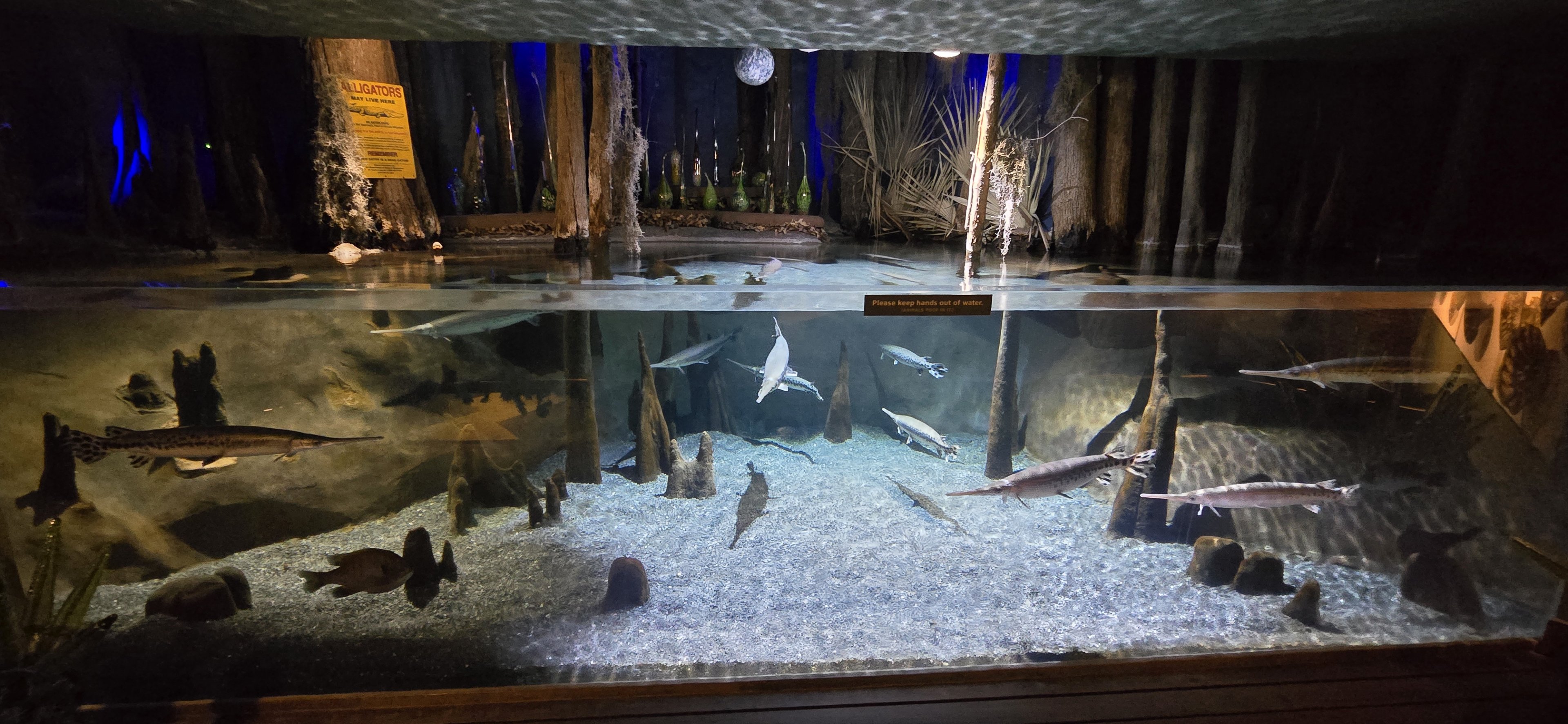 Mountains - Blackwater swamp