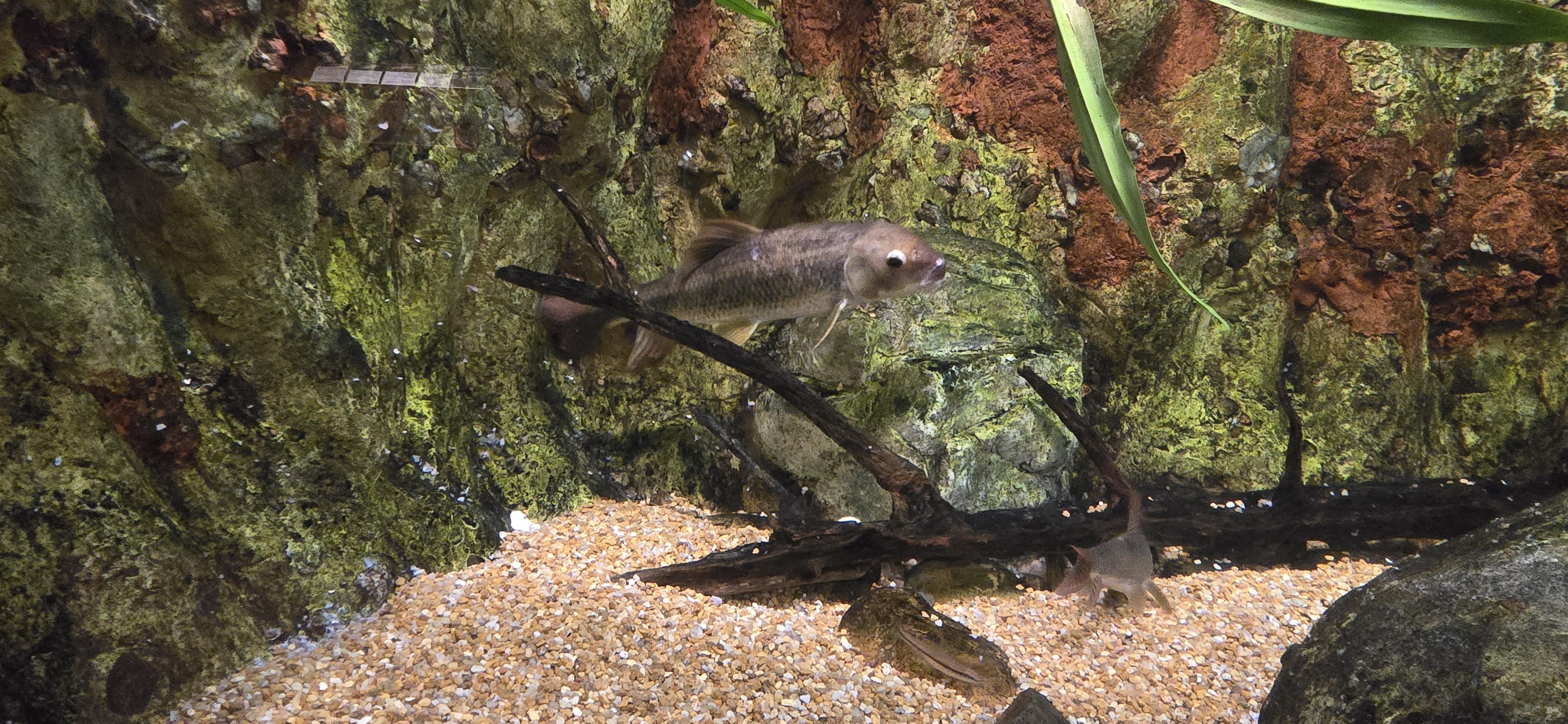 Mountains - Bluehead chub