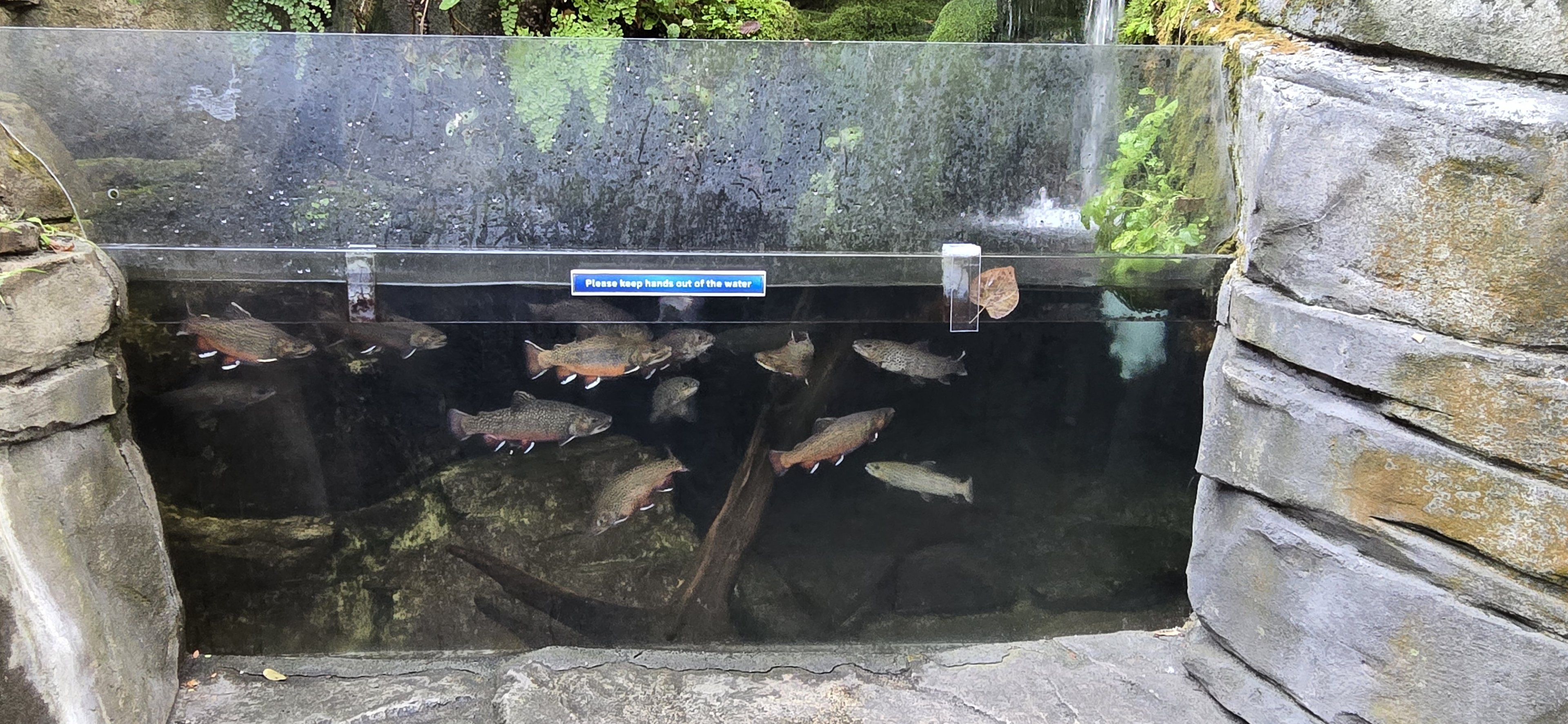 Mountains - brook trout