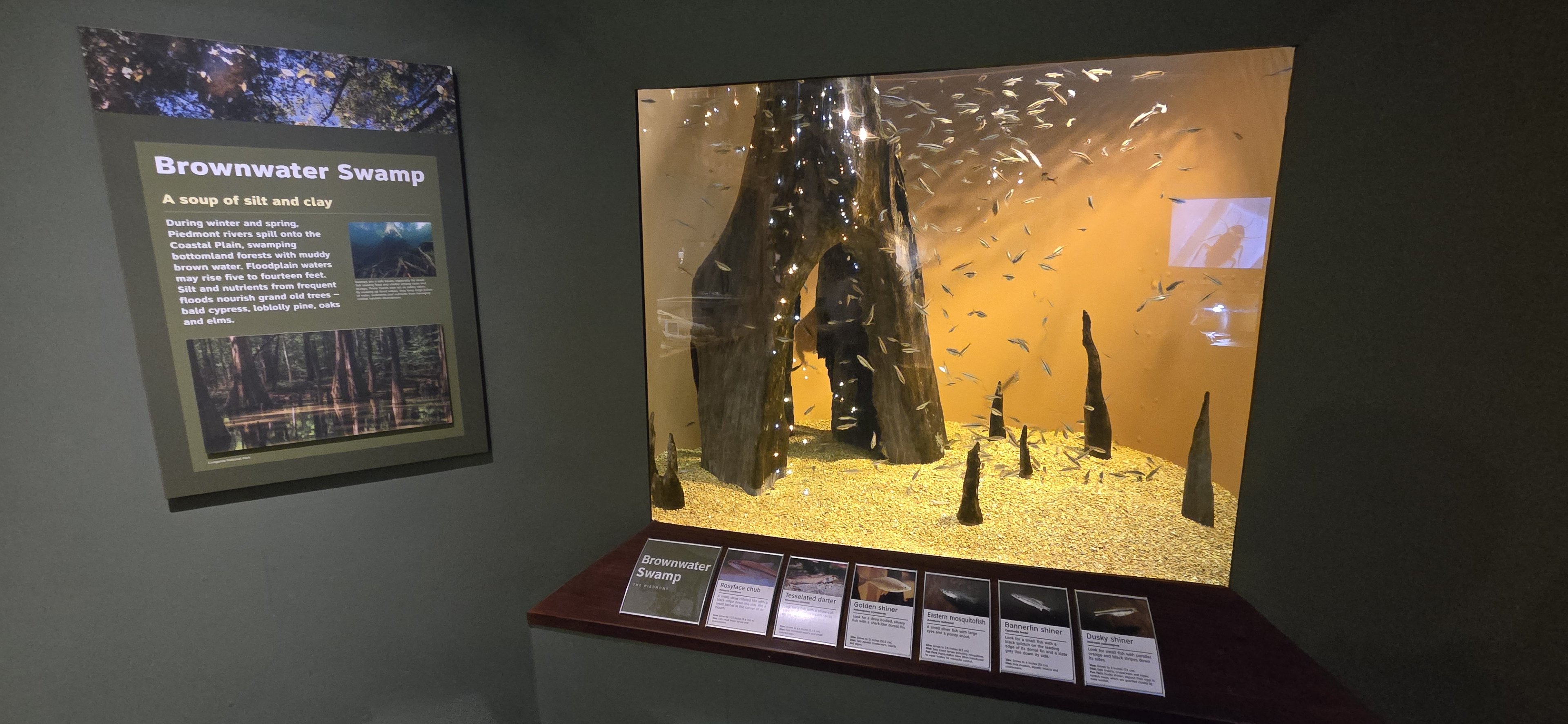 Mountains - Brownwater swamp