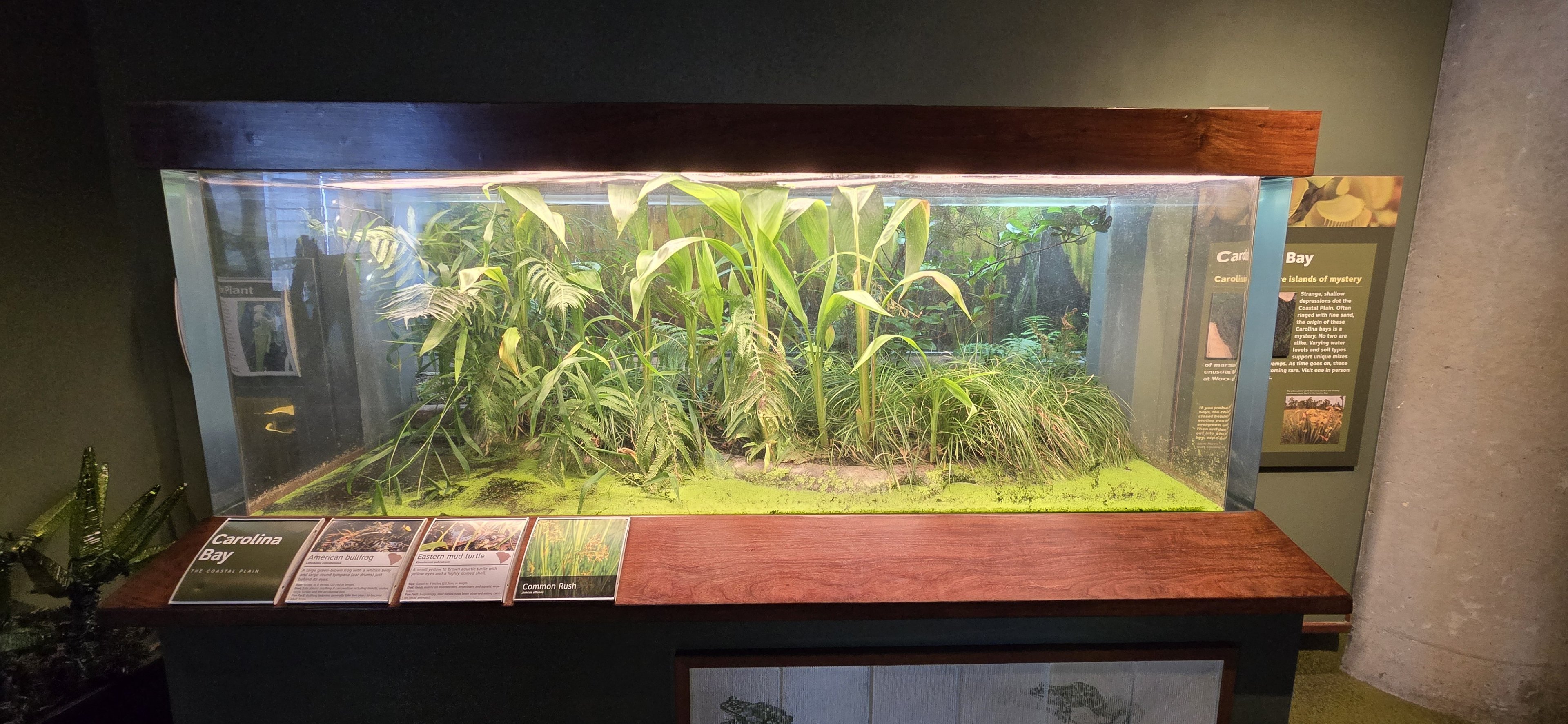 Mountains - Carolina Bay