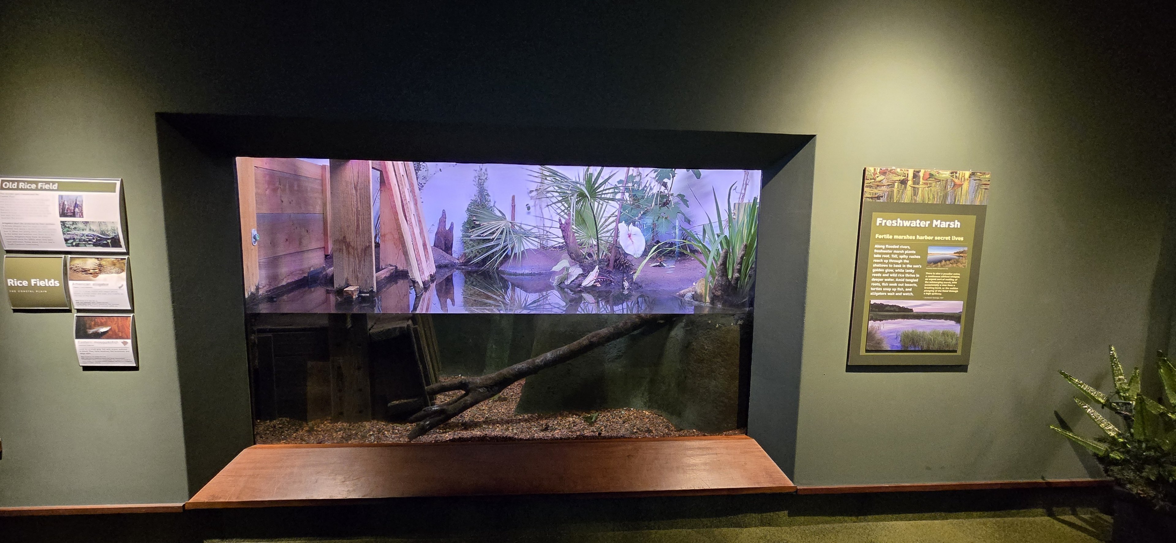 Mountains - Freshwater marsh