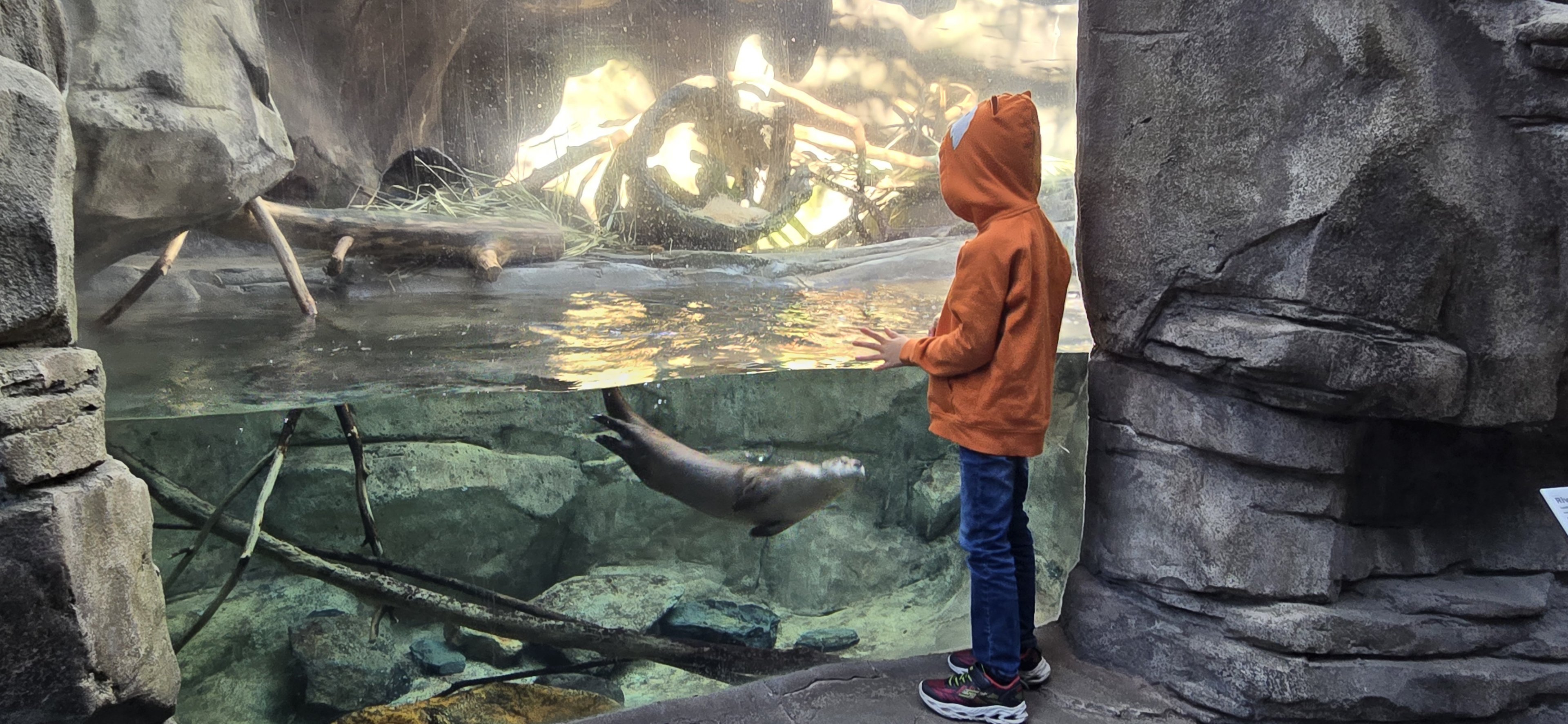 Mountains - North American river otter