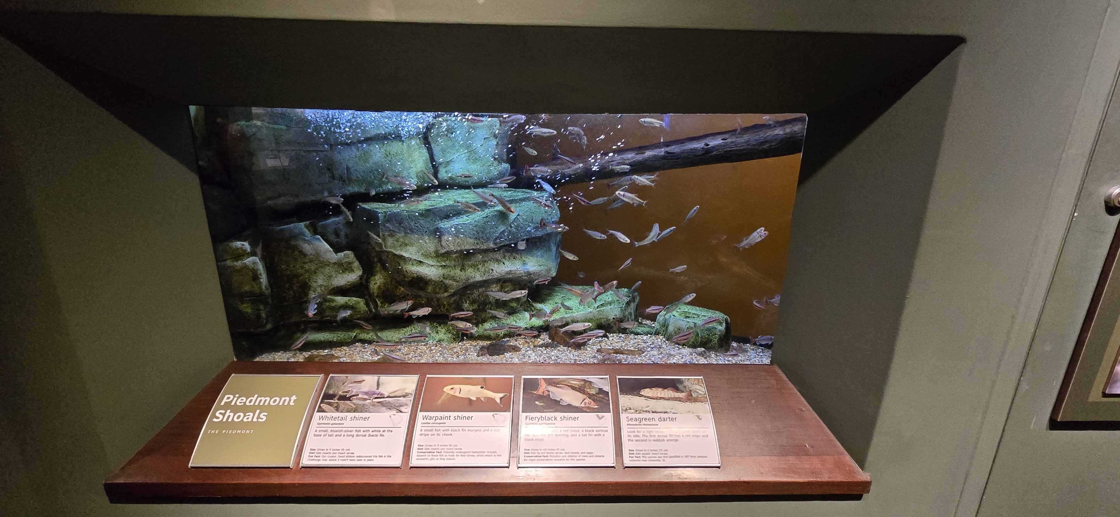 Mountains - Piedmont shoals