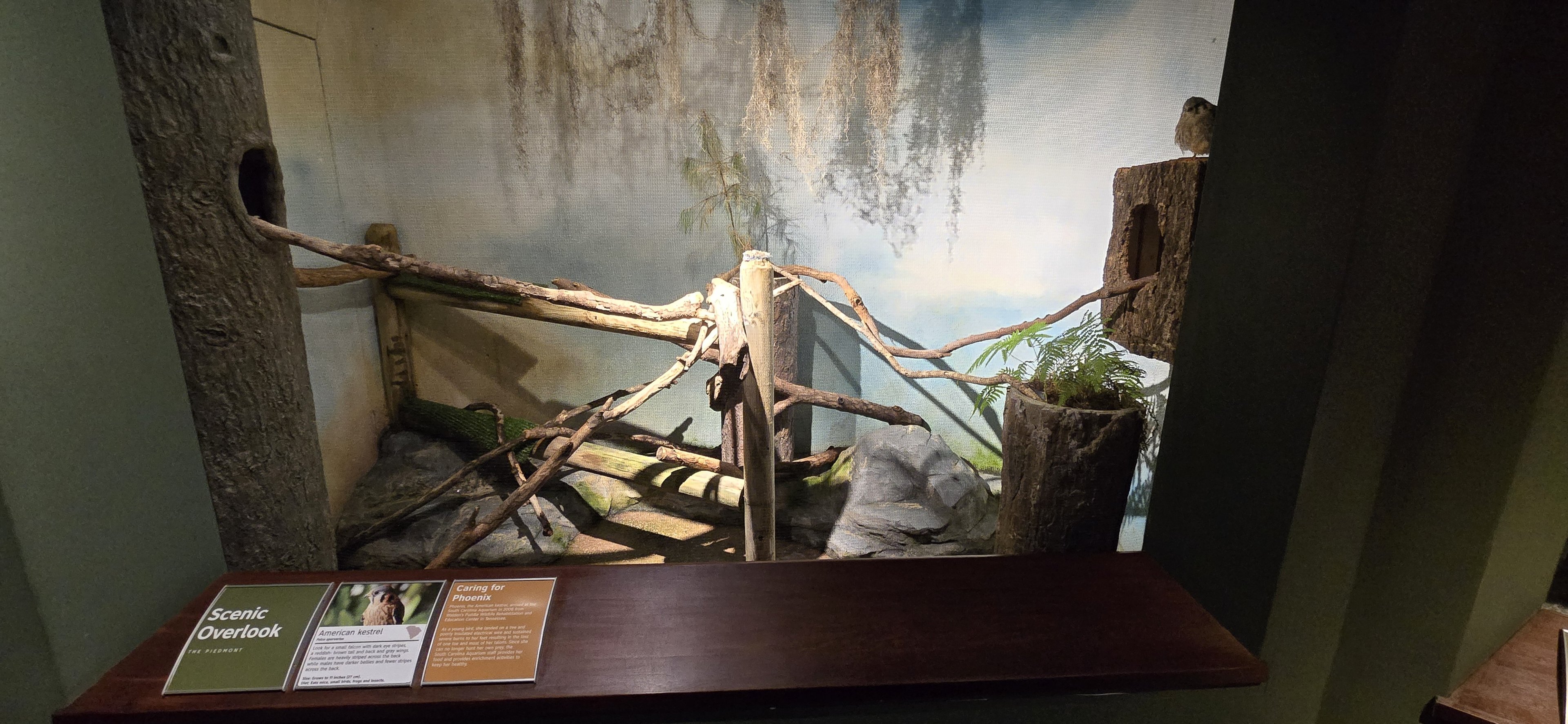 Mountains - Scenic Overlook (American kestral)