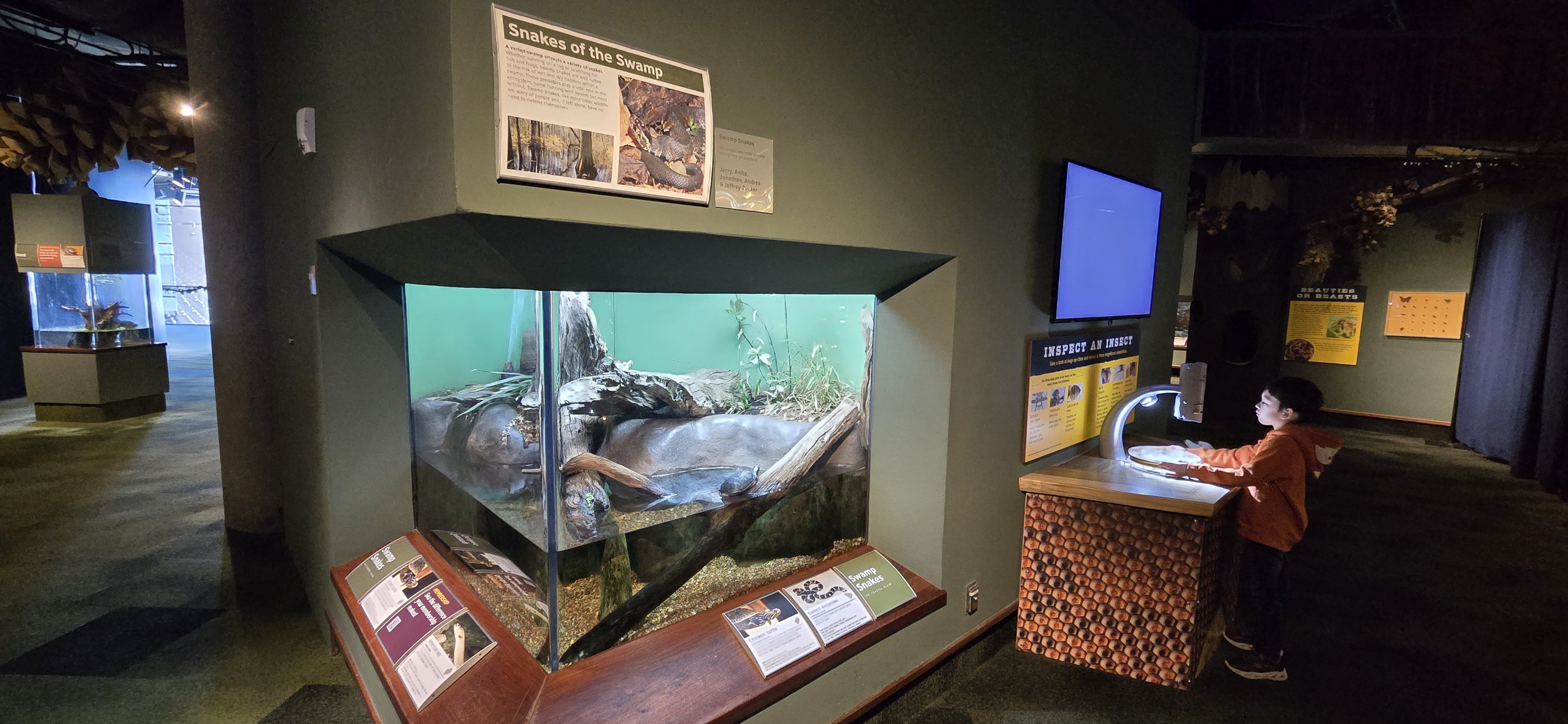 Mountains - Swamp snakes