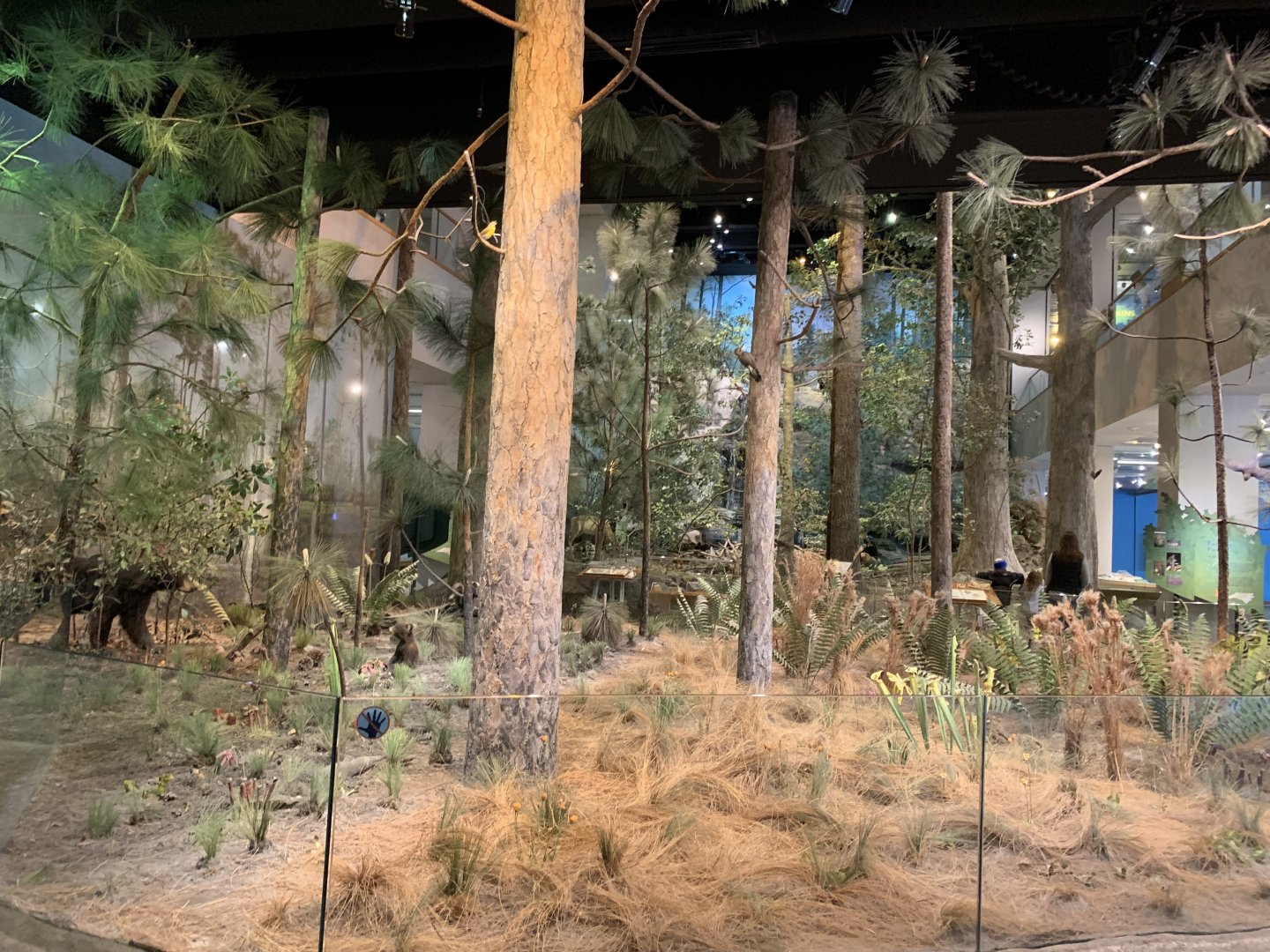 Mountains to the Sea Diorama: Longleaf Pine Section