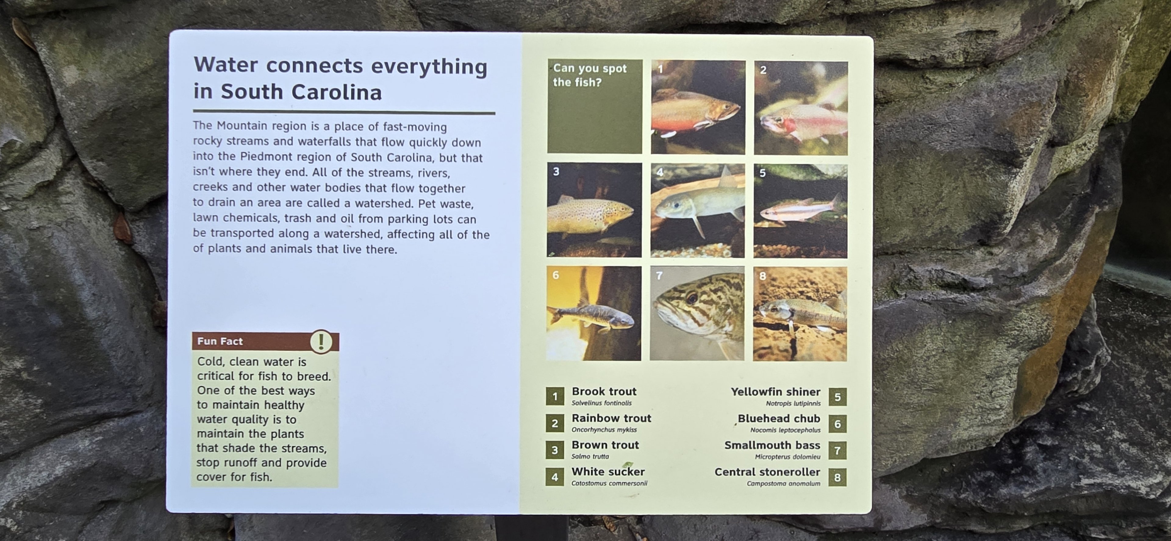 Mountains - trout sign