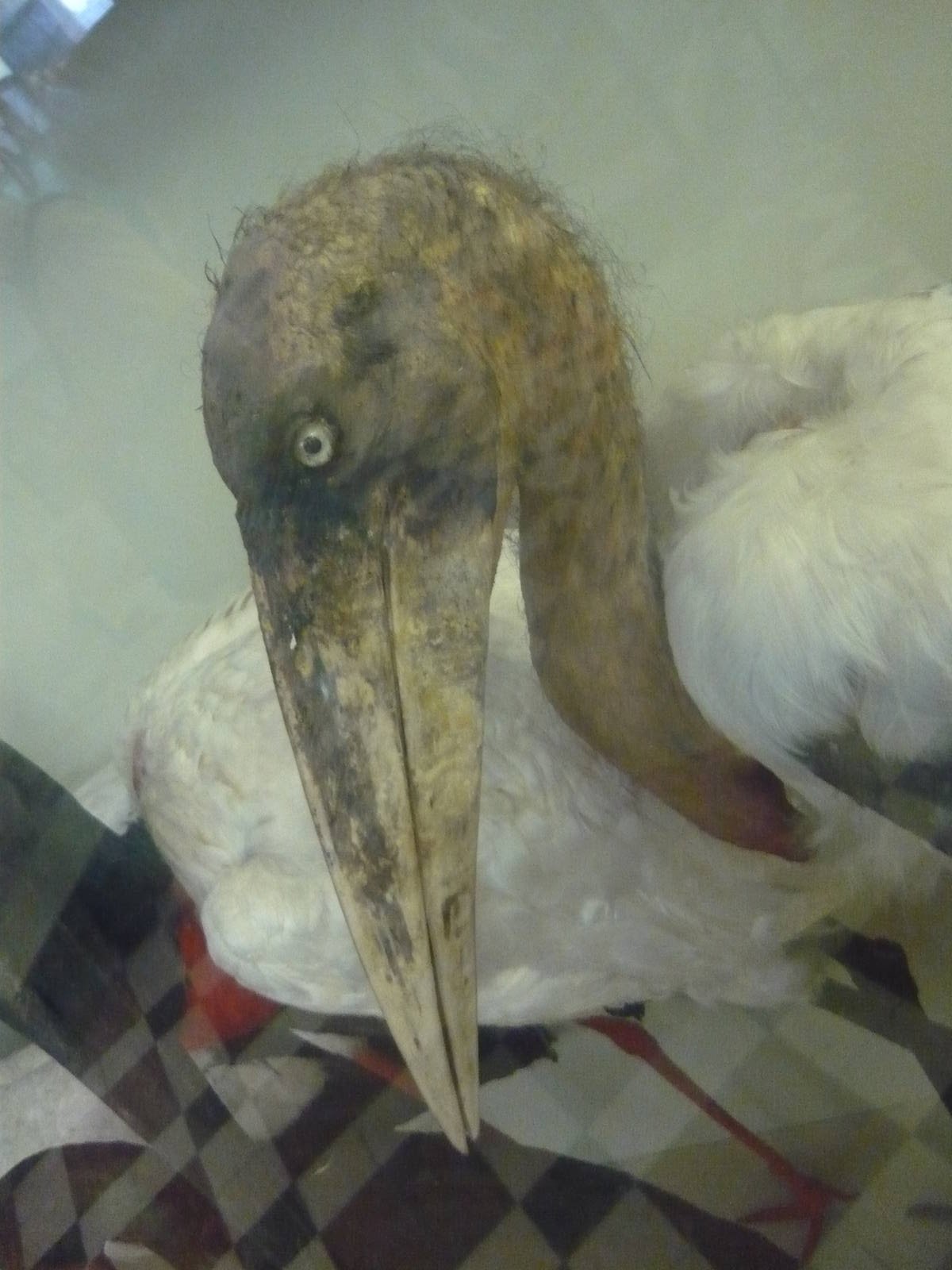 Mounted Adjutant stork