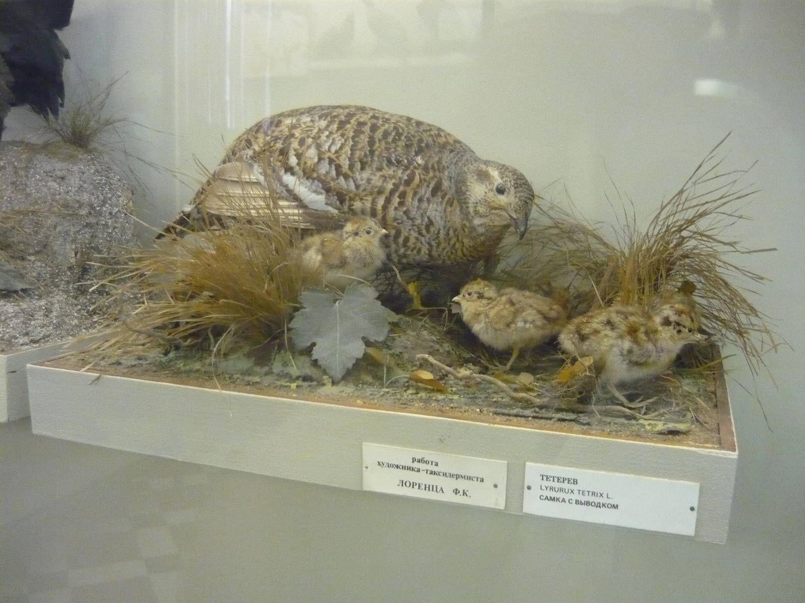 Mounted Black grouse female with chicks