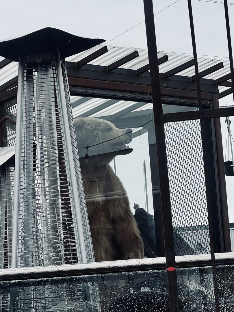 Mounted Brown Bear - AK Alchemist Coffee Shop - Anchorage