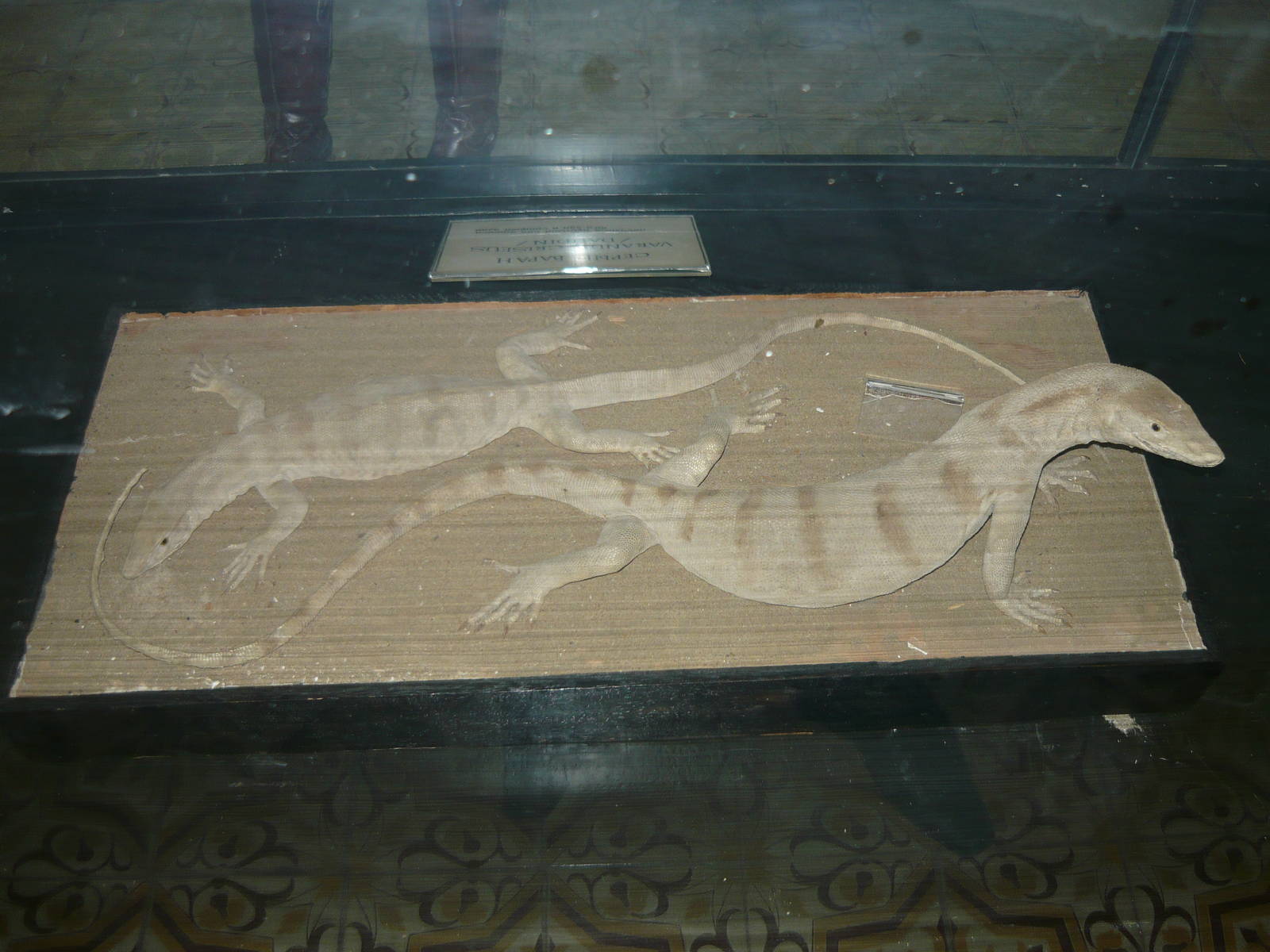 Mounted Caspian monitors