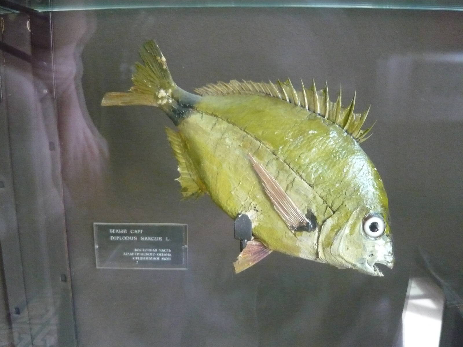 Mounted Diplodus sargus