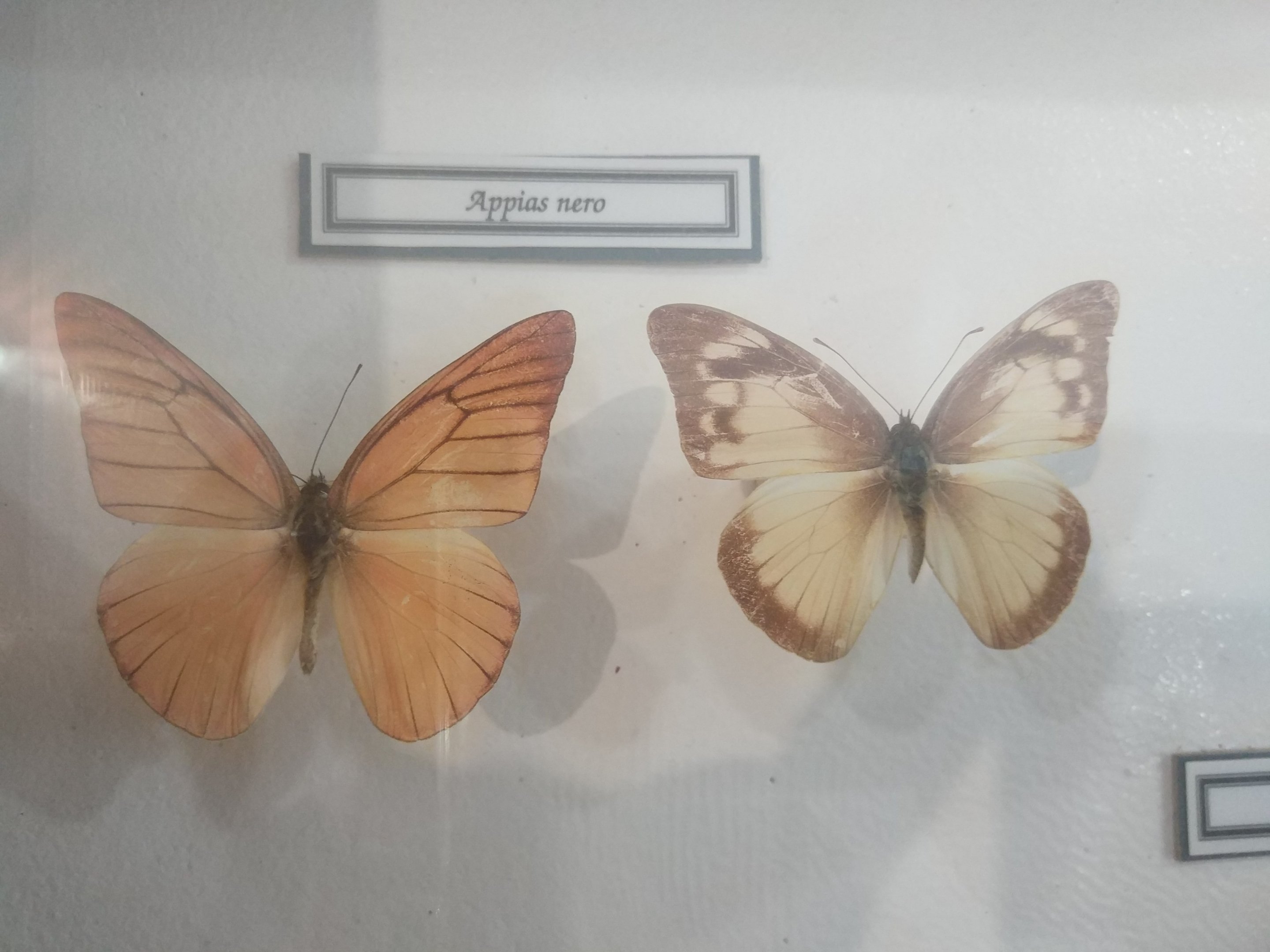 Mounted Exhibits - Butterfly Farm