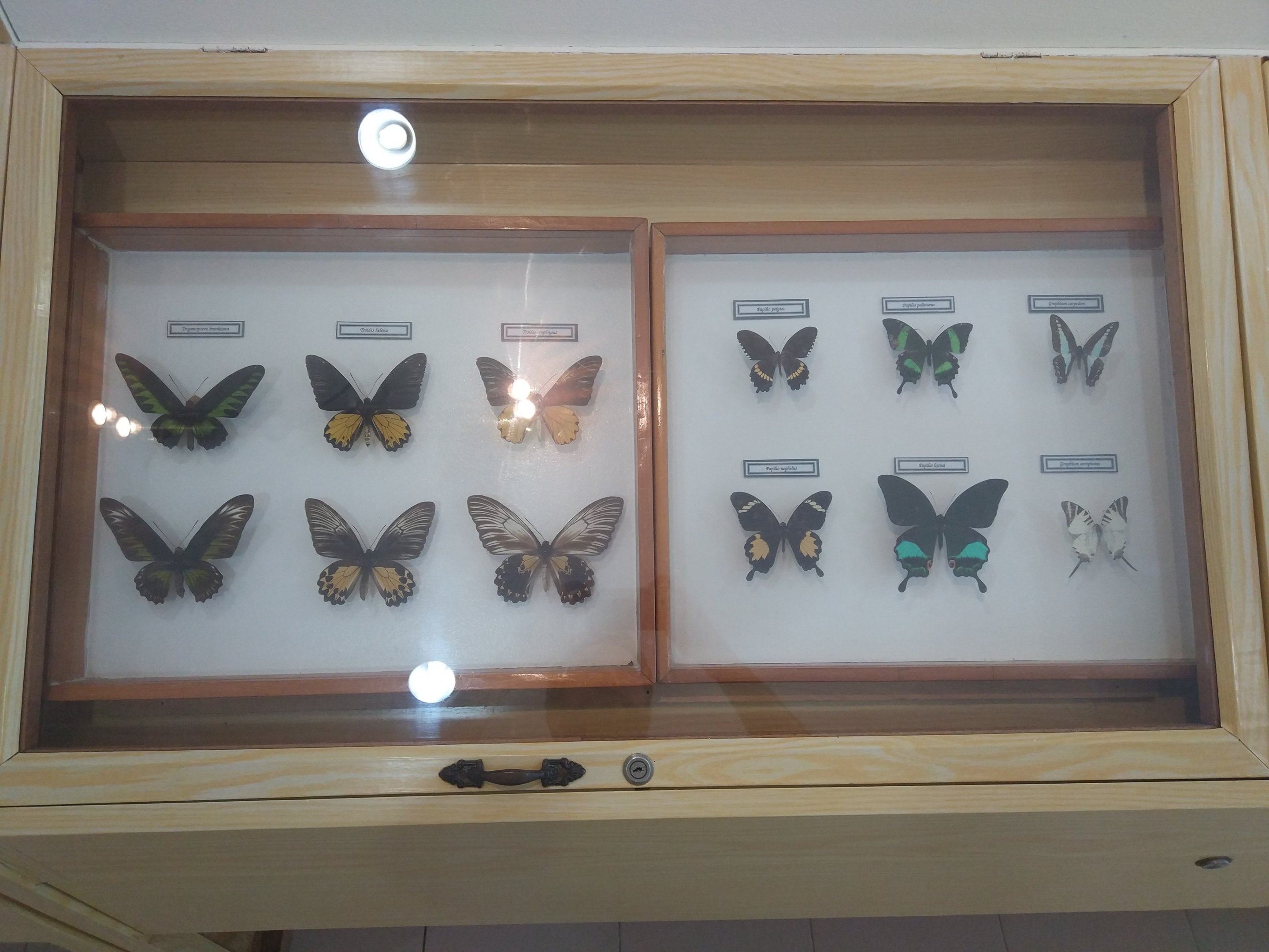 Mounted Exhibits - Butterfly Farm